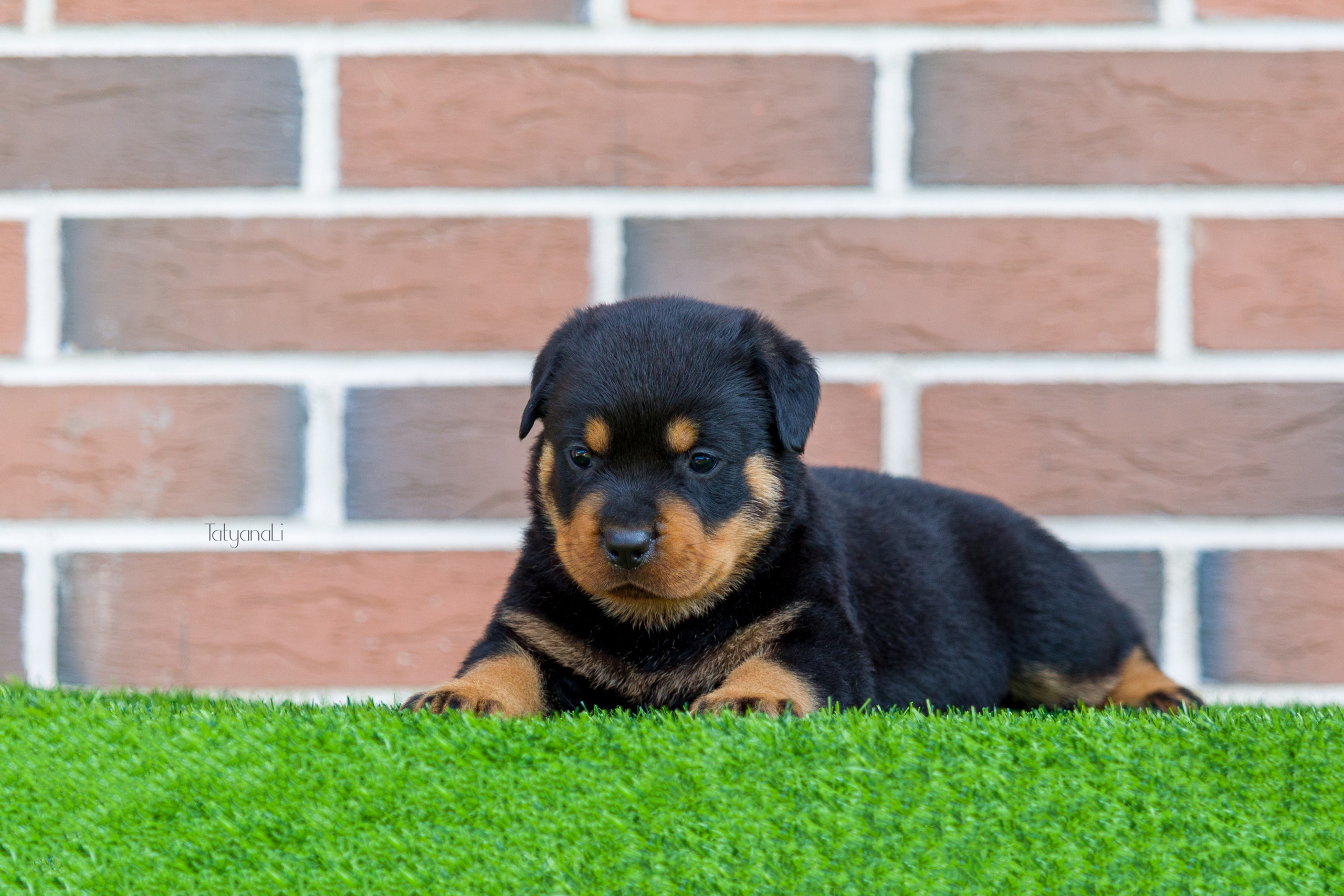 Ротвейлер. Фотограф — анималист Татьяна Ли