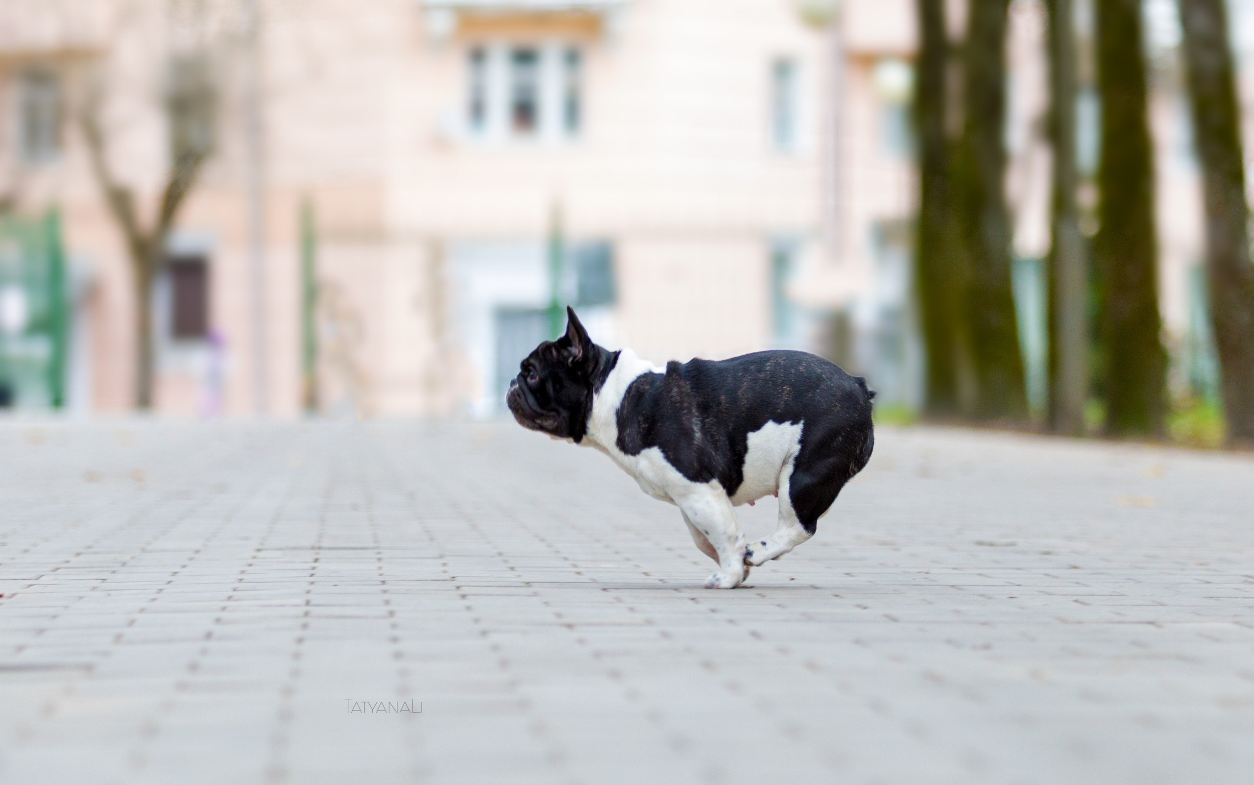 Французкий бульдог. Фотограф — анималист Татьяна Ли
