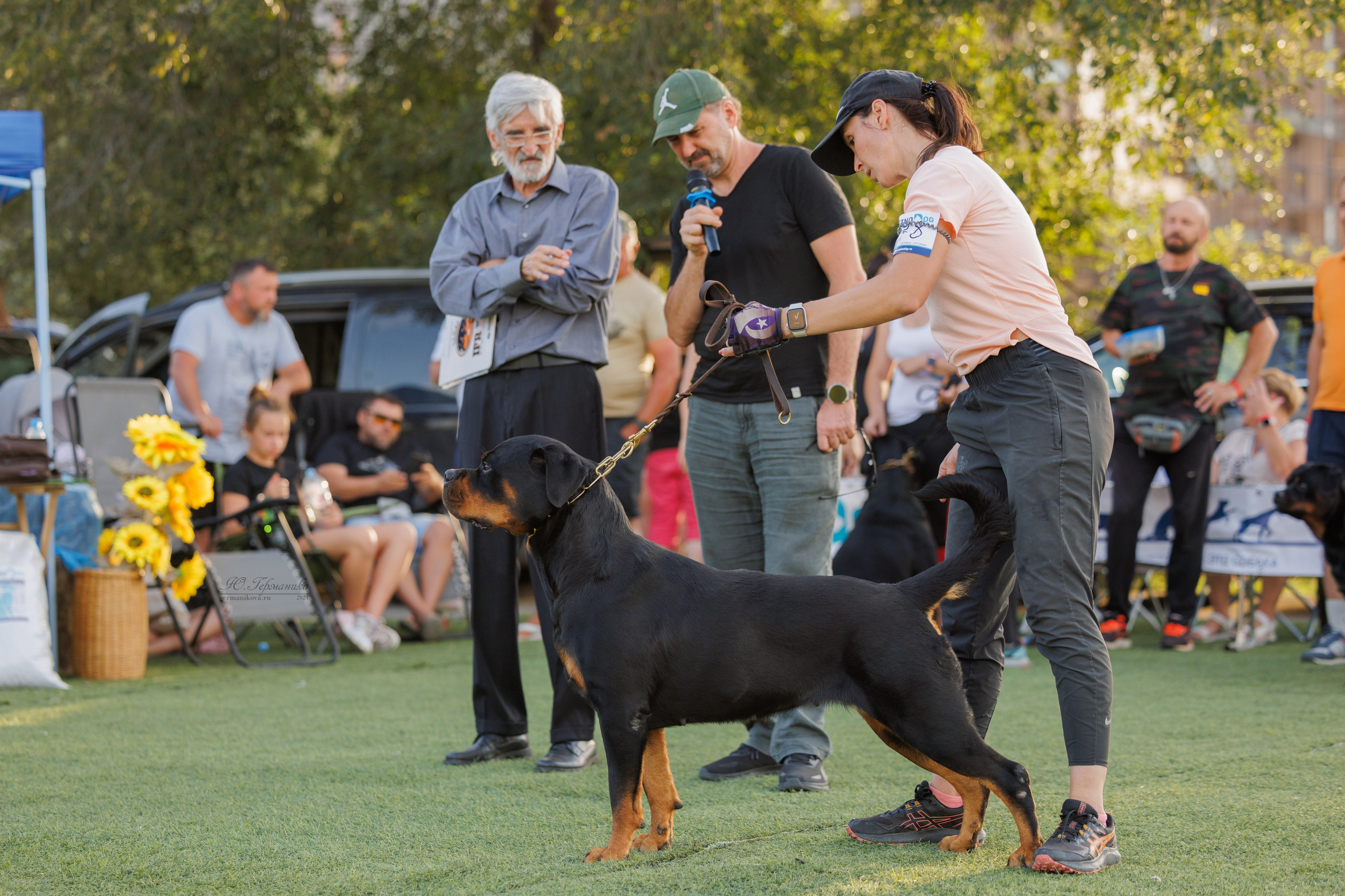 Анапа ротвейлеры 14-15.09.2024. Фотограф-анималист Юлия Германика