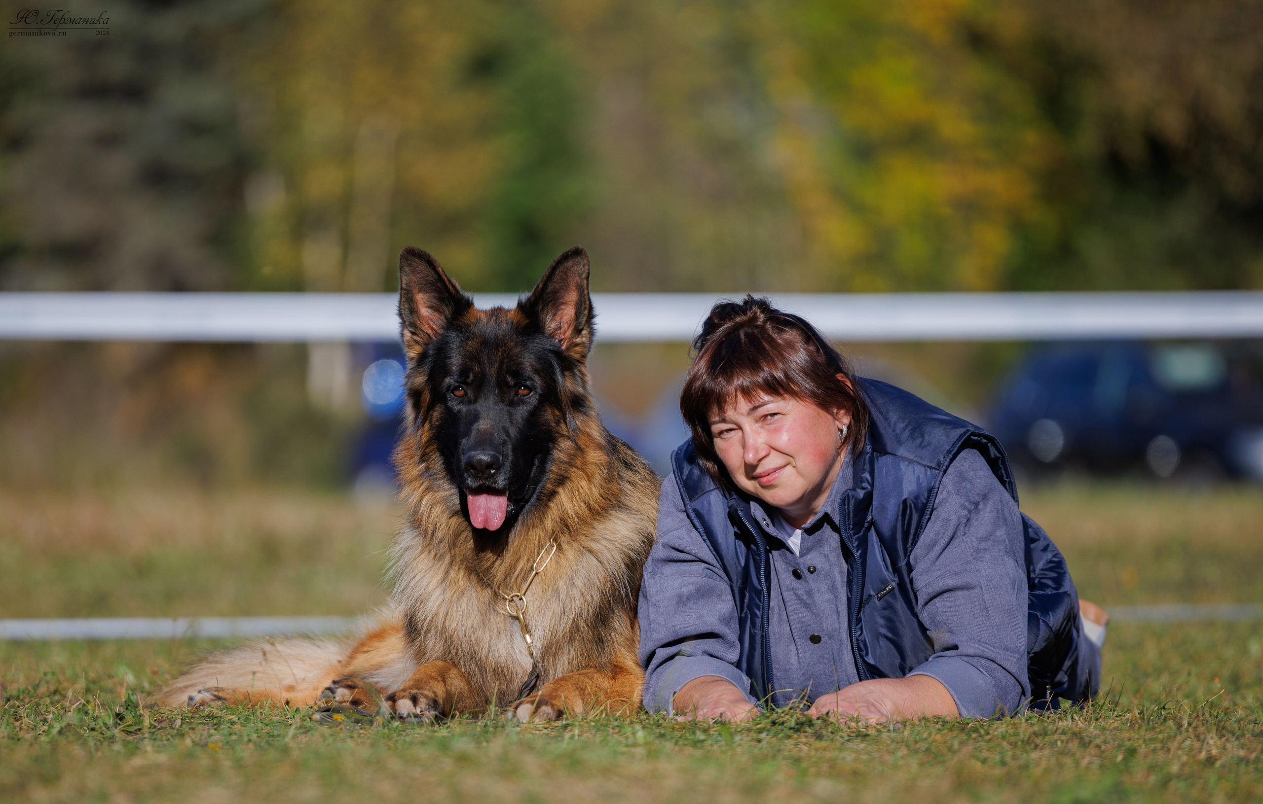 Тверь немецкие овчарки 22.09.2024. Фотограф-анималист Юлия Германика