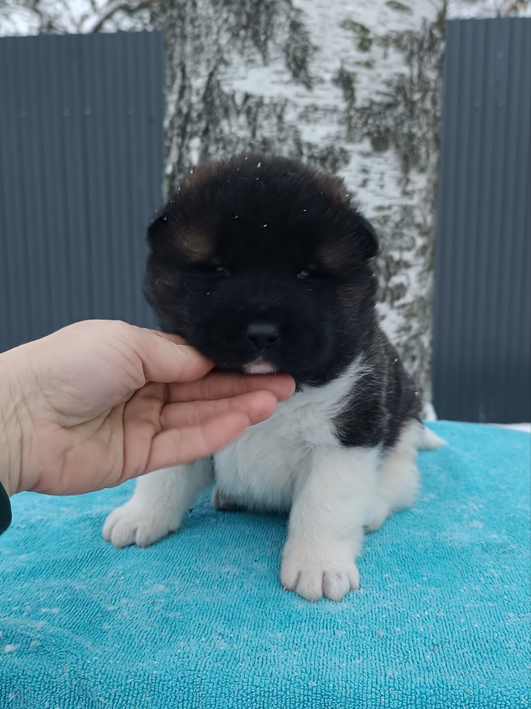 Американская акита  щенки питомник Санкт-Петербург клубные щенки Американская акита питомник RUBYLIGHT Рубилайт купить щенка американской акиты