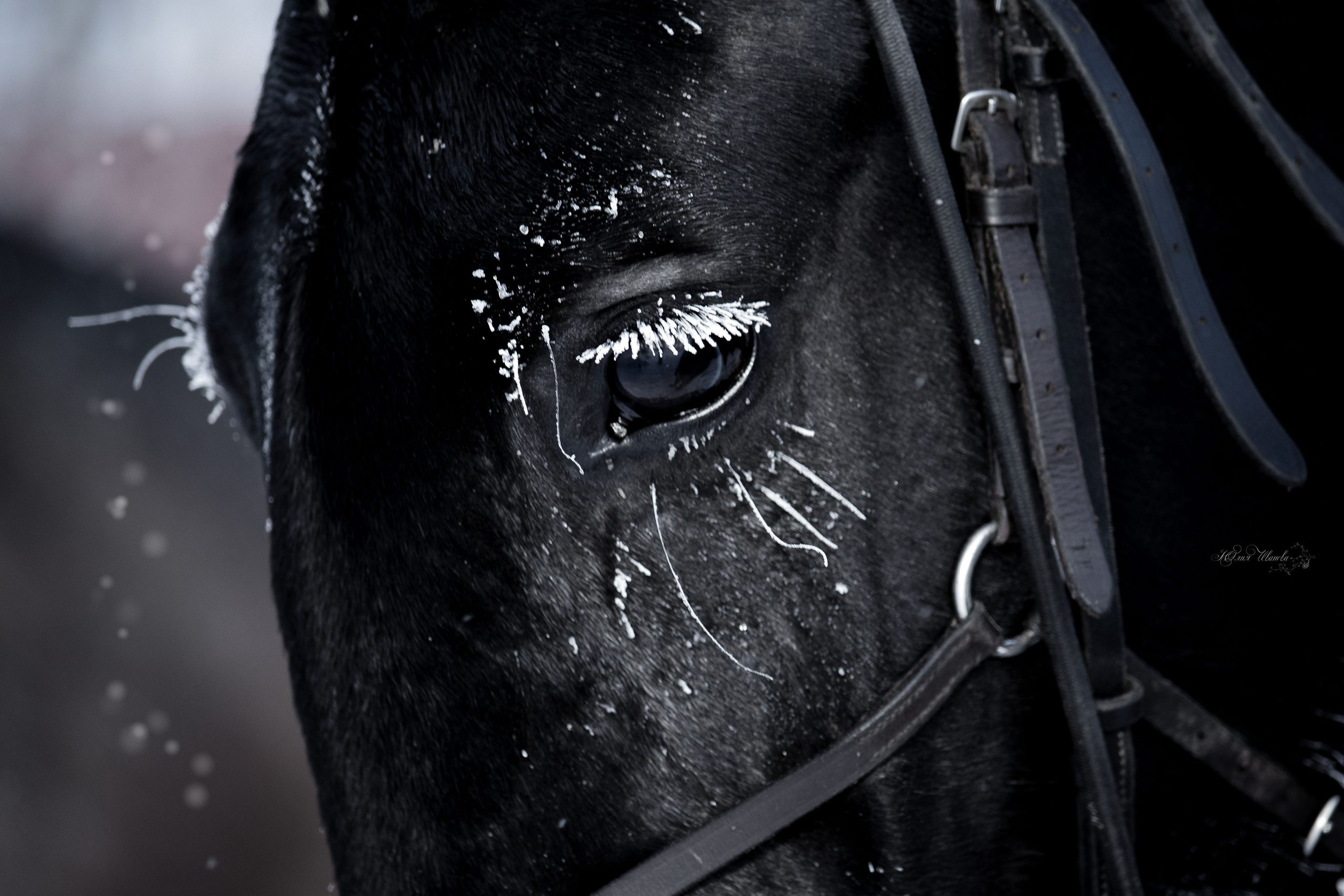 Лошади. Конный фотограф в Саратове Юлия Иванова