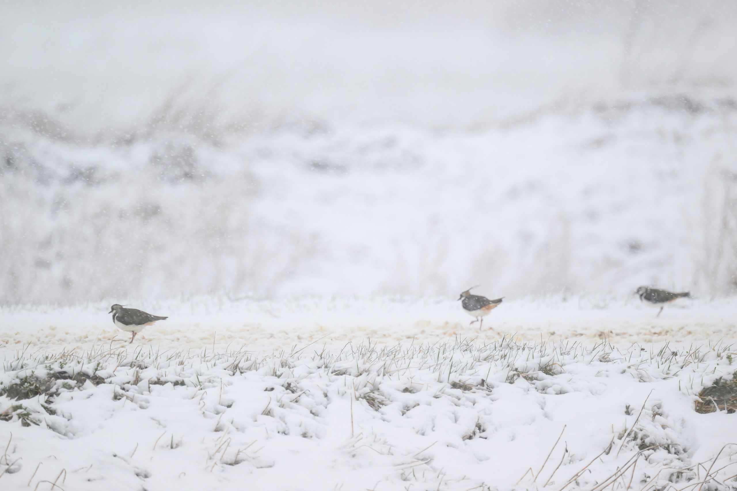 Метель. Фотограф Сергей Пупонин