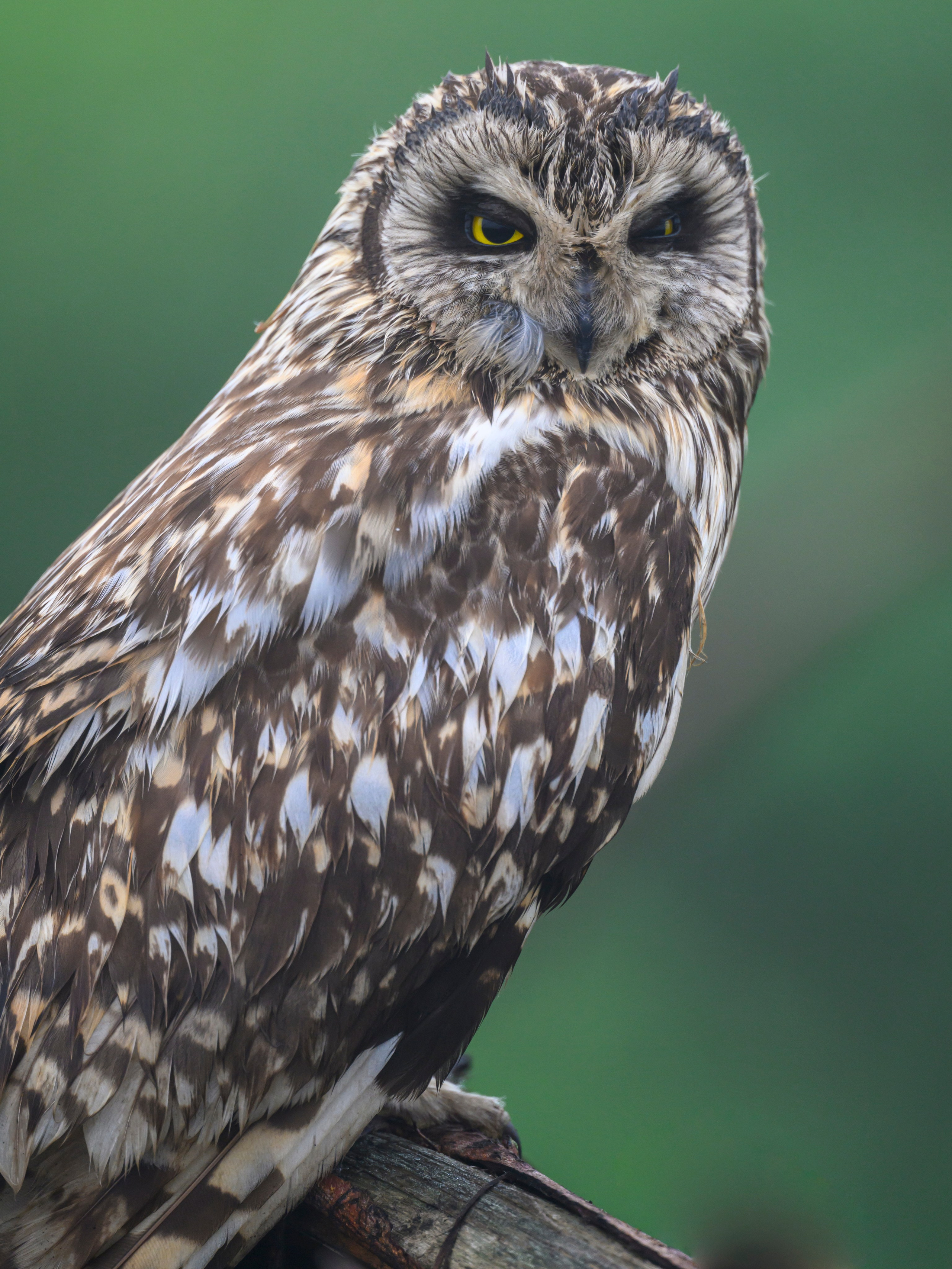 Сова вернулась. The owl has returned. Wildlife photography by Sergey Puponin