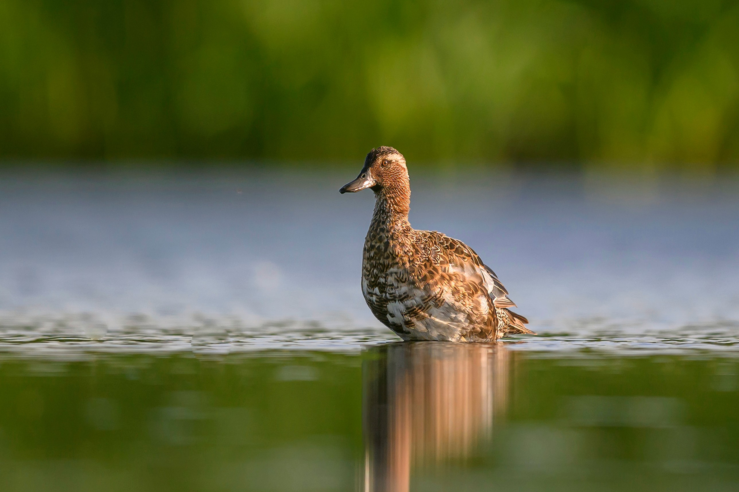 Чирки. Wildlife photography by Sergey Puponin