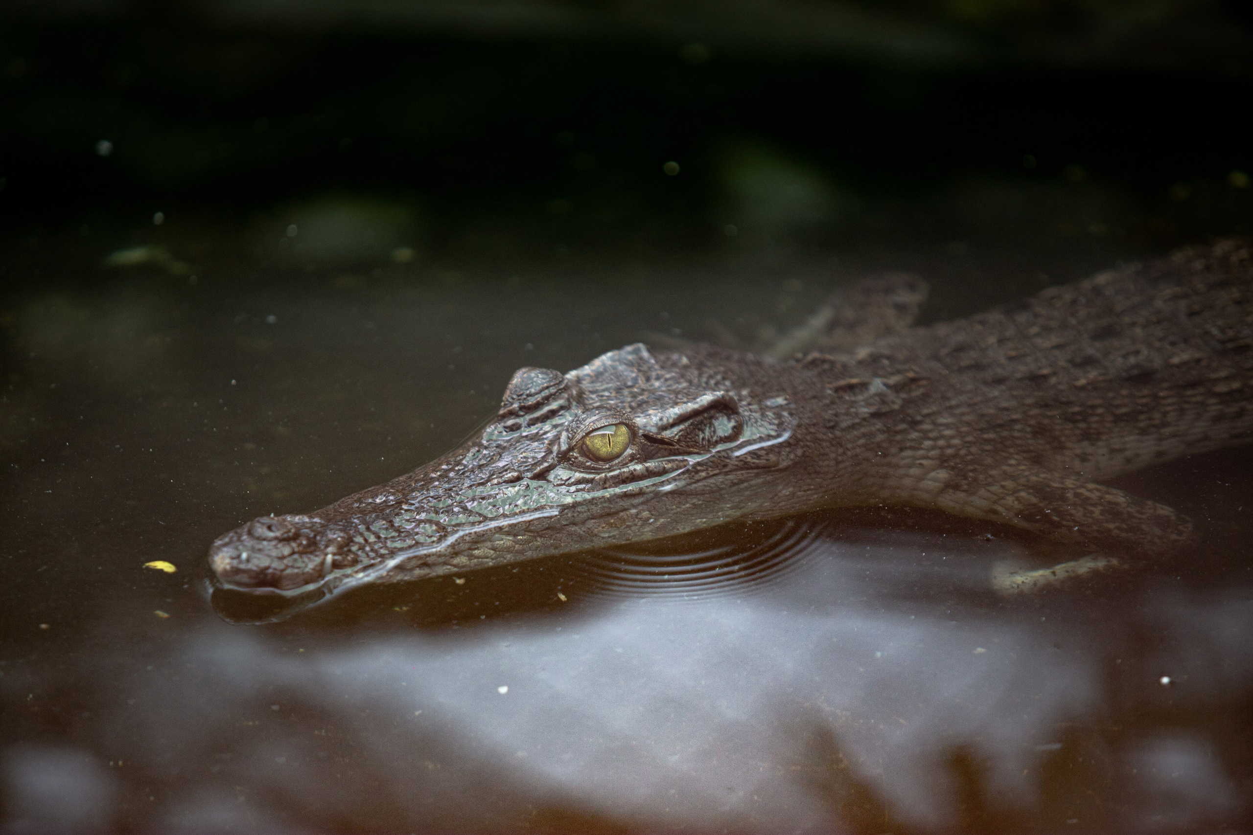 Samut Prakan Crocodile Farm & Zoo. Photographer Sonkina Tatiana (Tanya Ash)