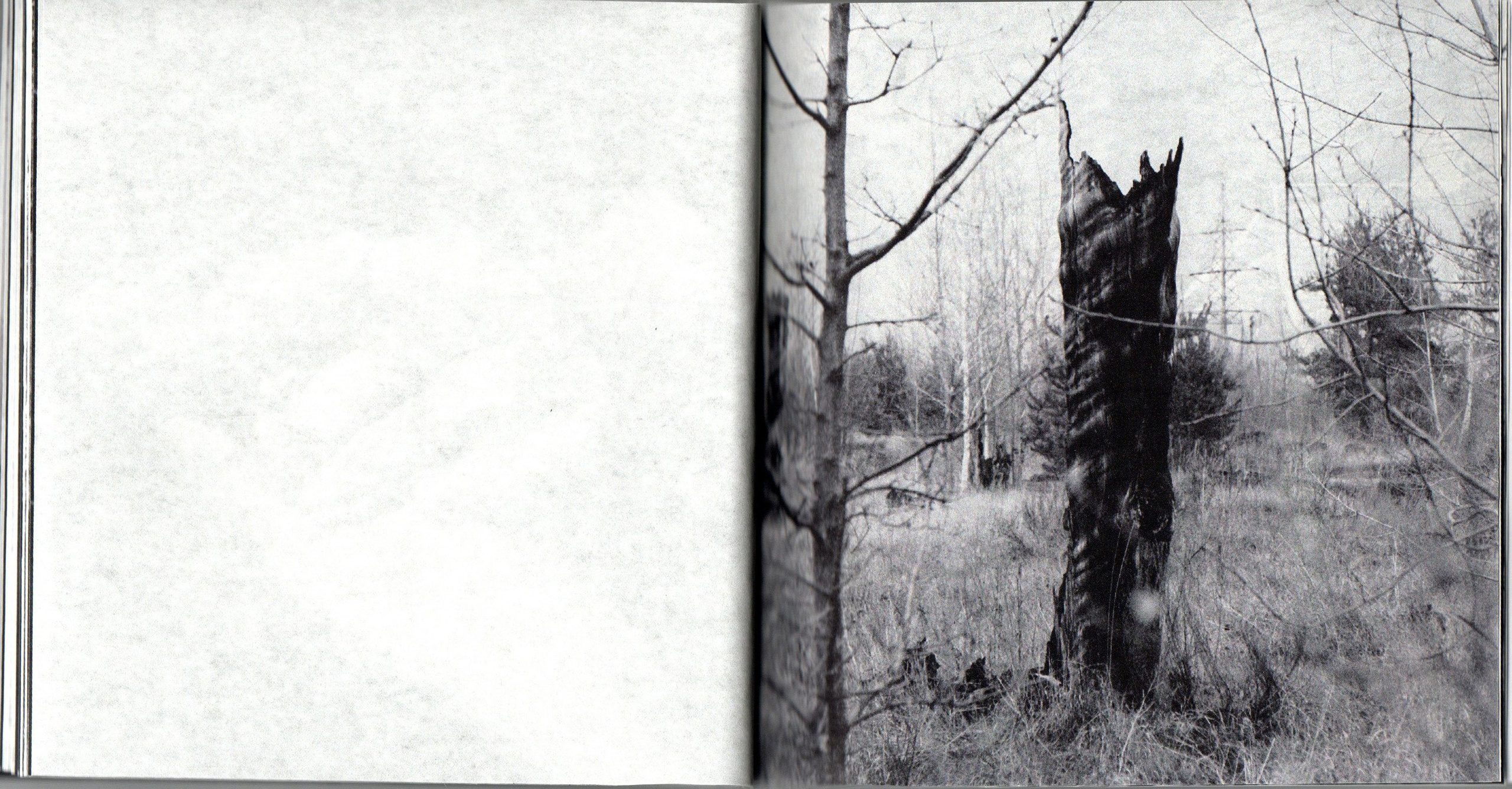 Деревья, которые дают сил. Фотограф Анна Кирнос