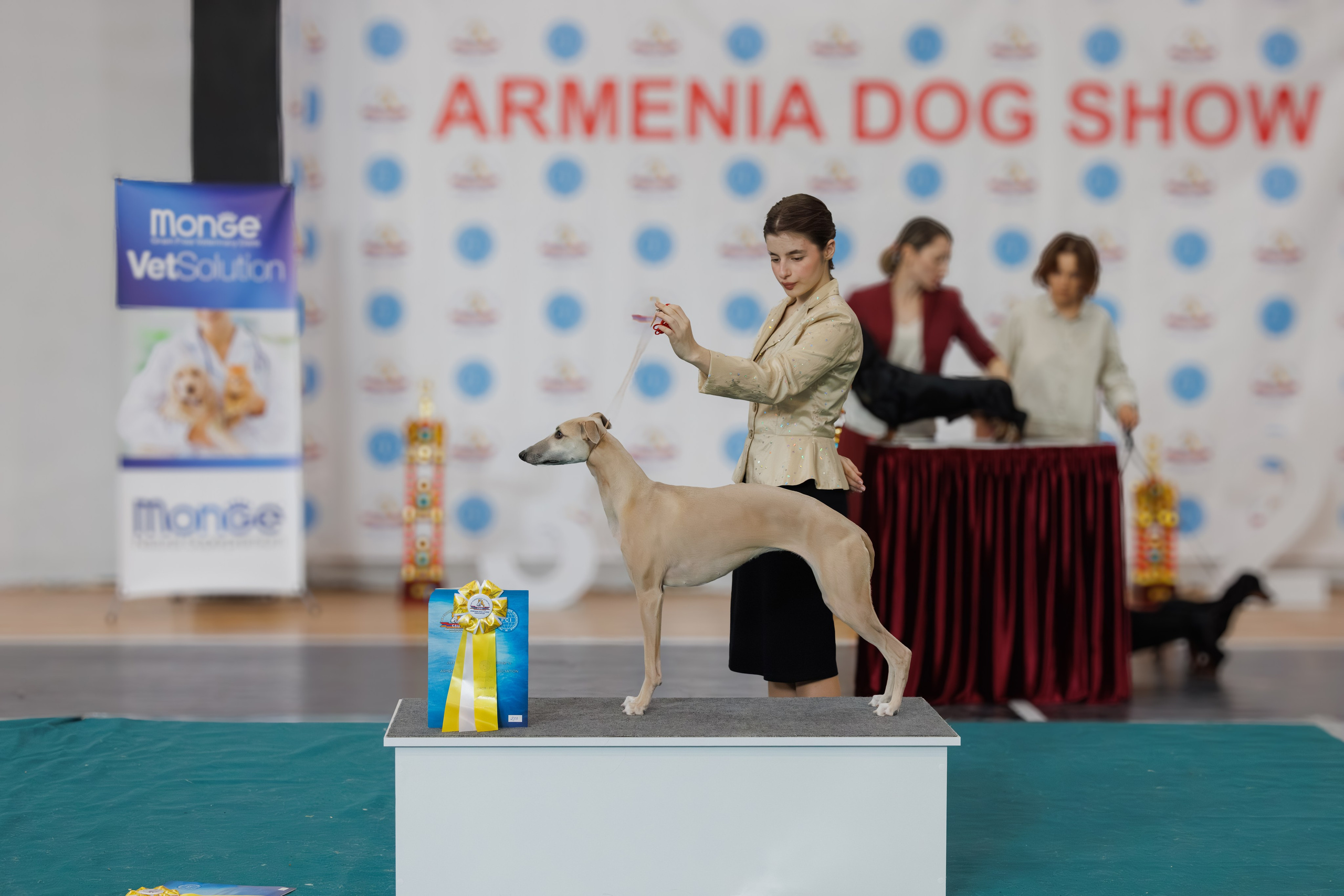 Ереван 2х CACIB 29-30.04.2025. Фотограф-анималист Юлия Германика