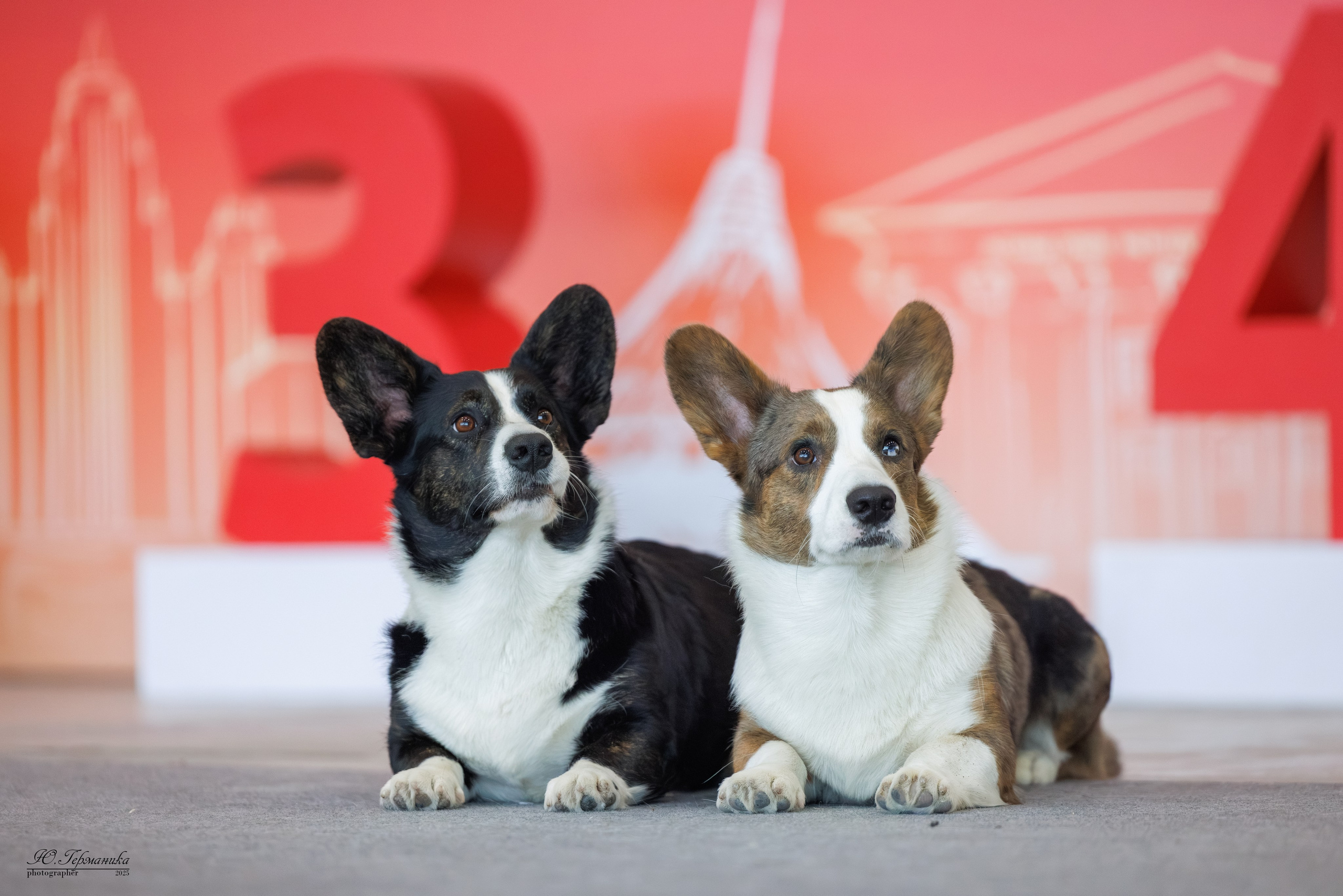 Астана 2хCACIB 3-4.05.2025. Фотограф-анималист Юлия Германика