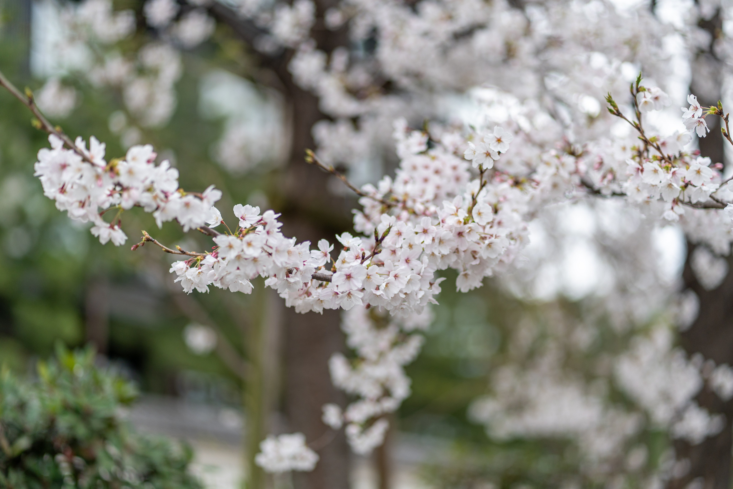 Япония, сакура. Творческие сьемки