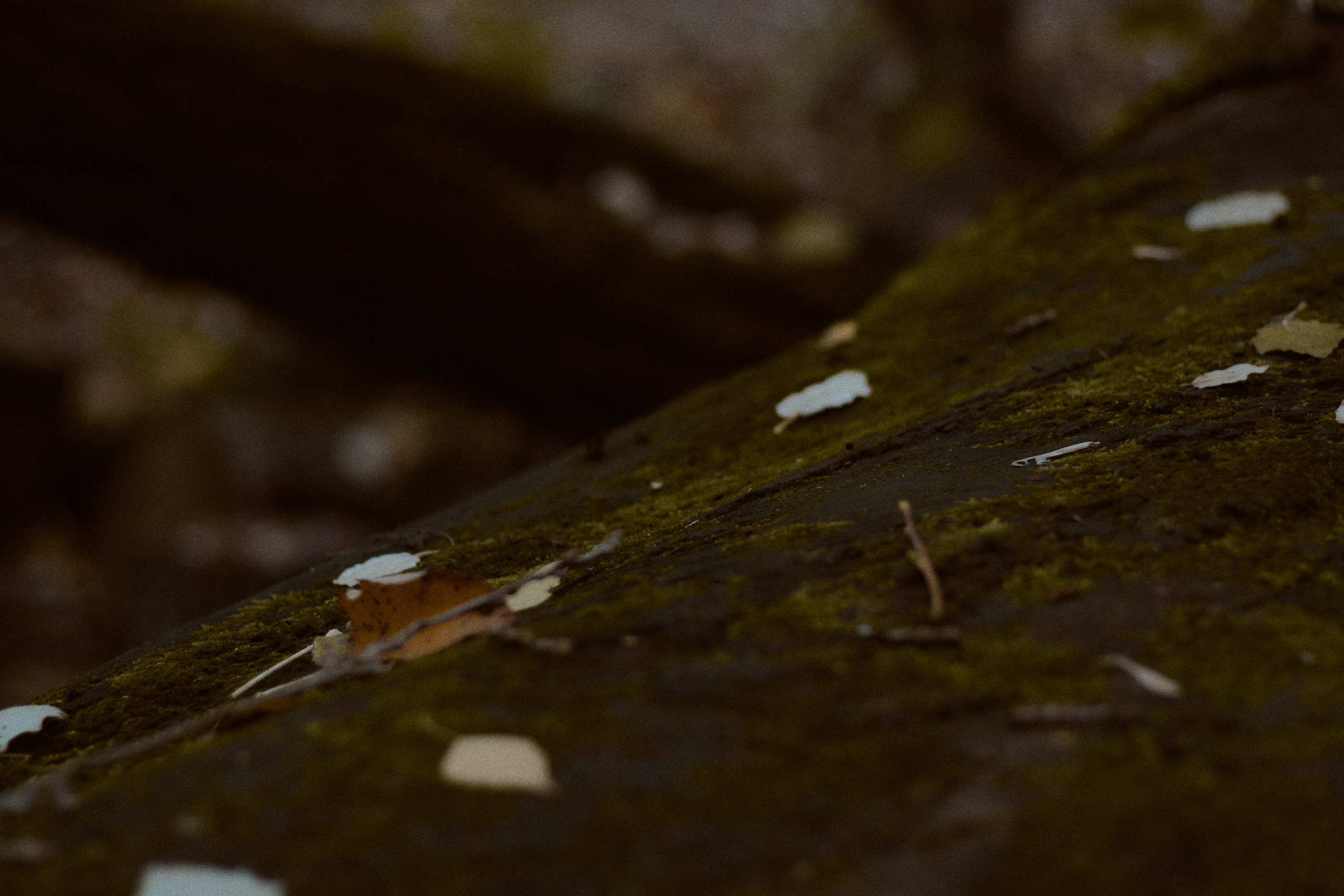 Агата и Даниил. Фотограф лавстори Москва/МО Приятелева Ангелина
