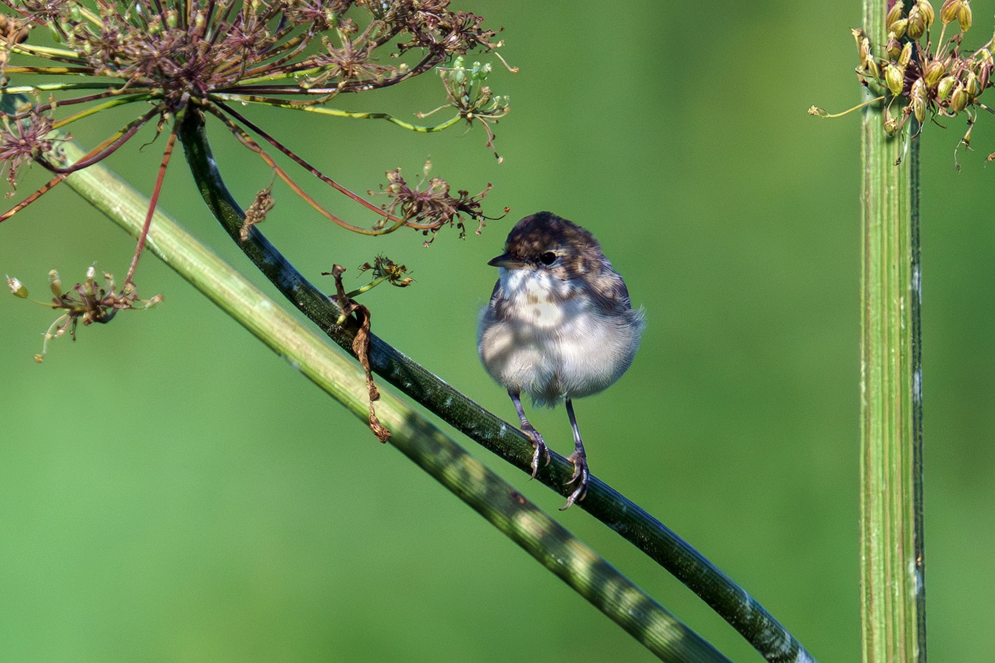 Удивительные мир птиц. Вокруг нас столько прекрасного — присмотритесь!. Ваш личный фотограф Марина Волкова