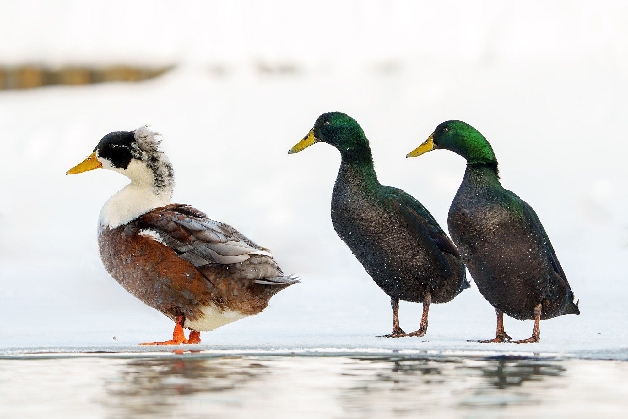 Удивительные мир птиц. Вокруг нас столько прекрасного — присмотритесь!. Ваш личный фотограф Марина Волкова