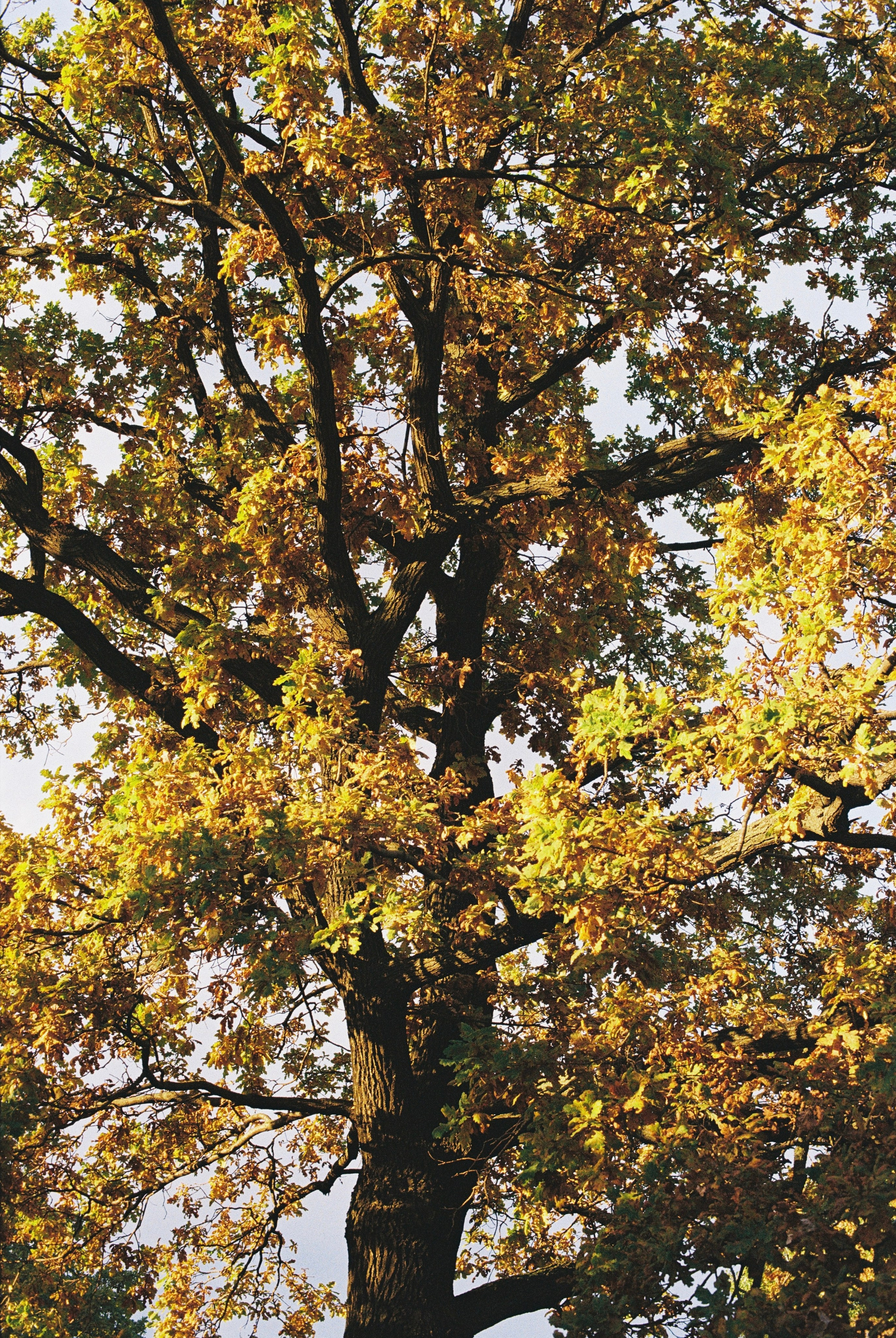 Grain. Artem Khusainov