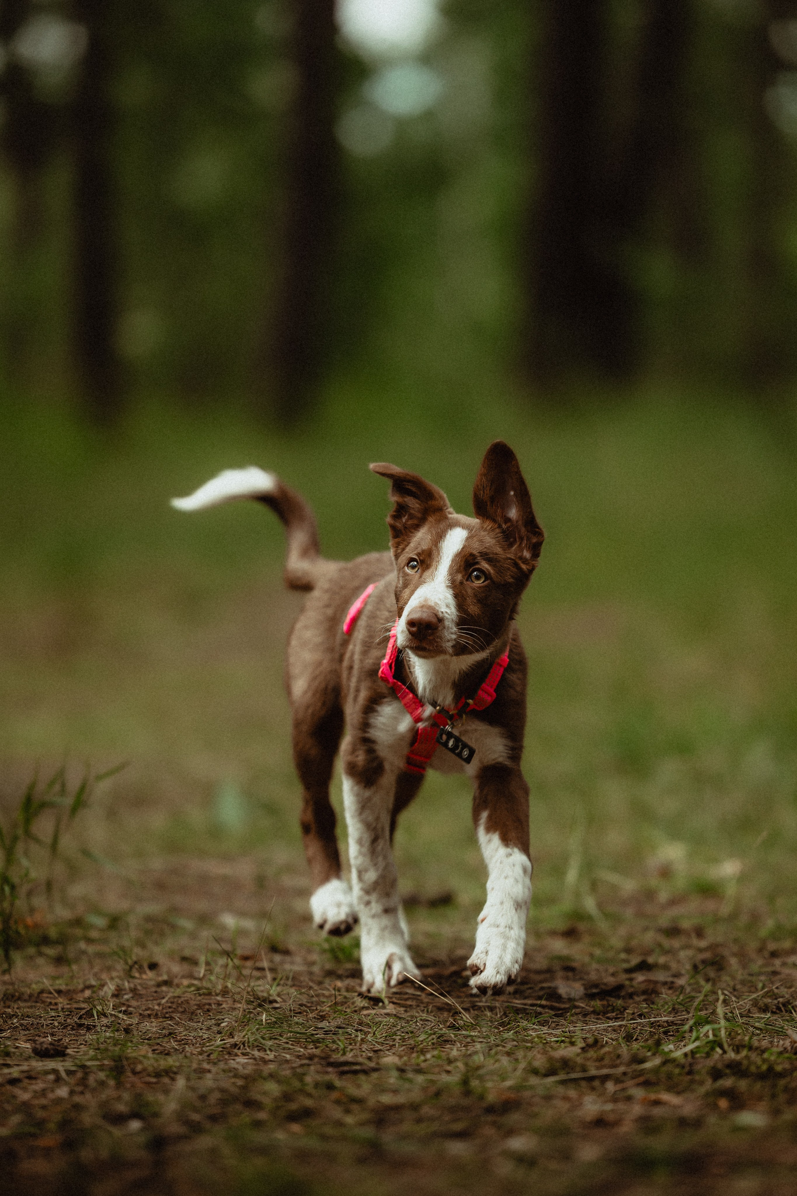 Выездной дог-тренинг от школы «Шерсть имею»
