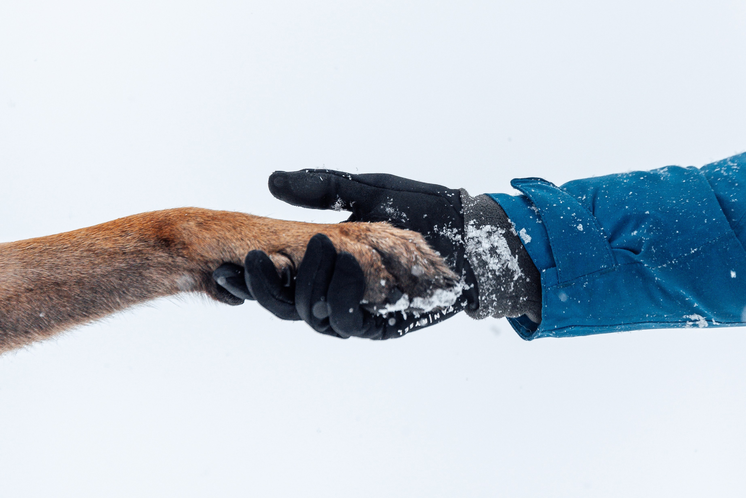 Фотограф-анималист Анастасия Парфенова|Екатеринбург