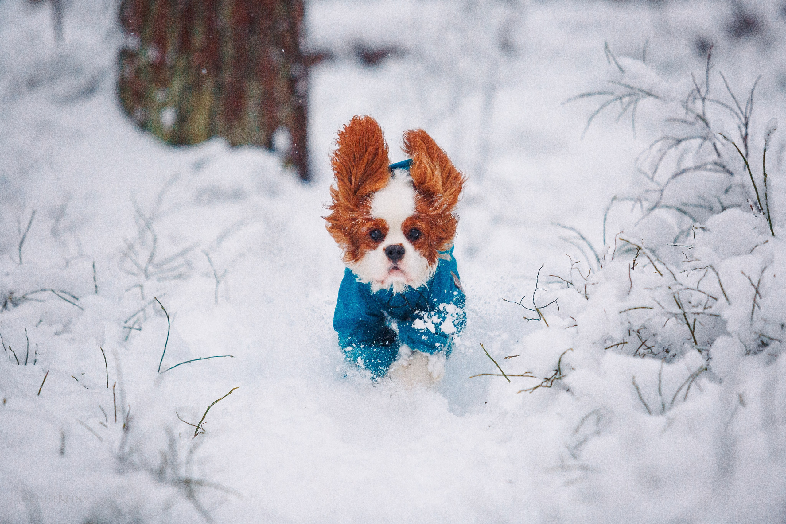 Внезапно апрельская зима. Фотограф-анималист Наталия Чистюхина в г. Сосновый Бор и ЛО