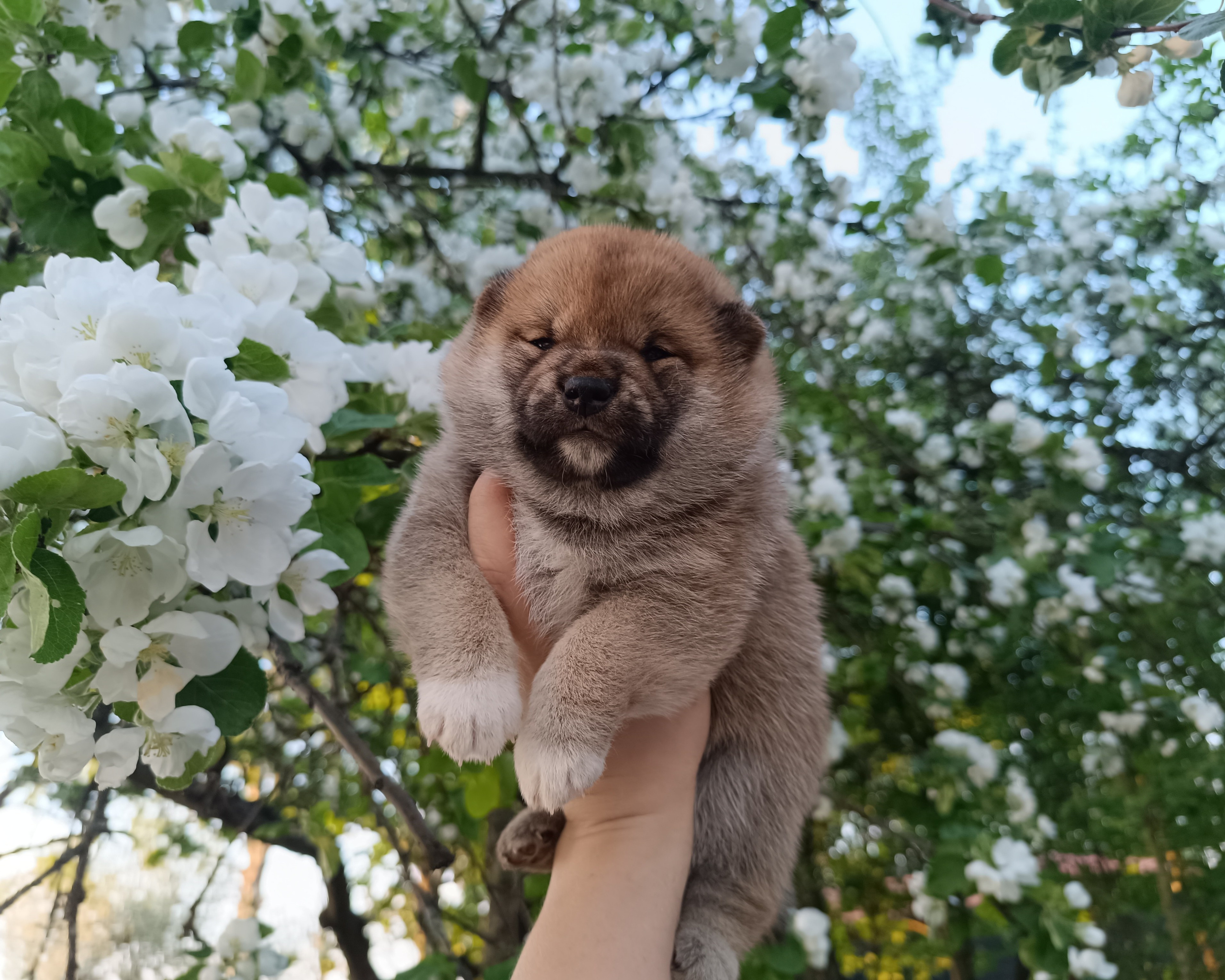 сиба питомник Рубилайт щенки на продажу rubylight  сиба щенки купить СПб Санкт-Петербург 