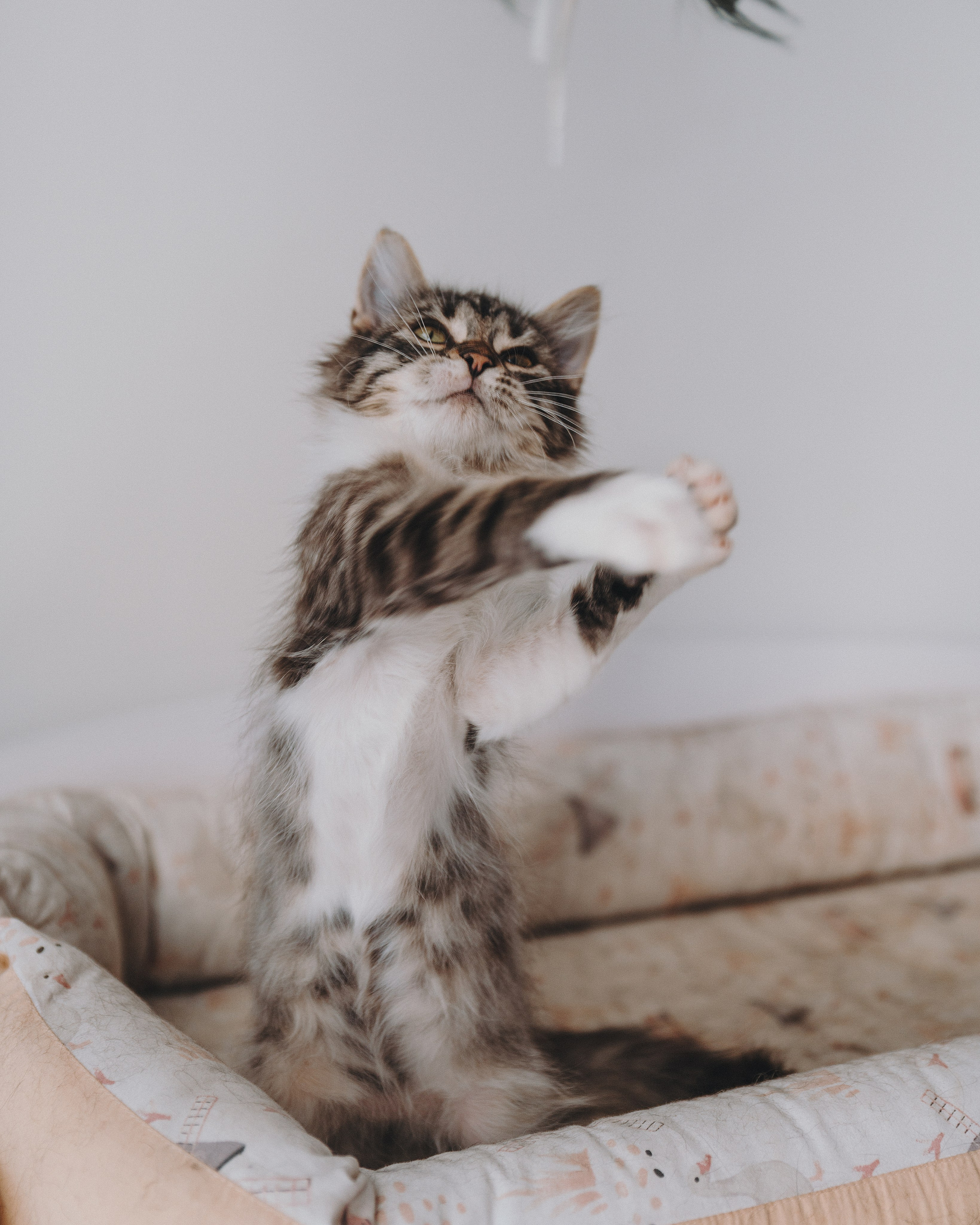 Животные. Фотограф Сочи-Краснодар