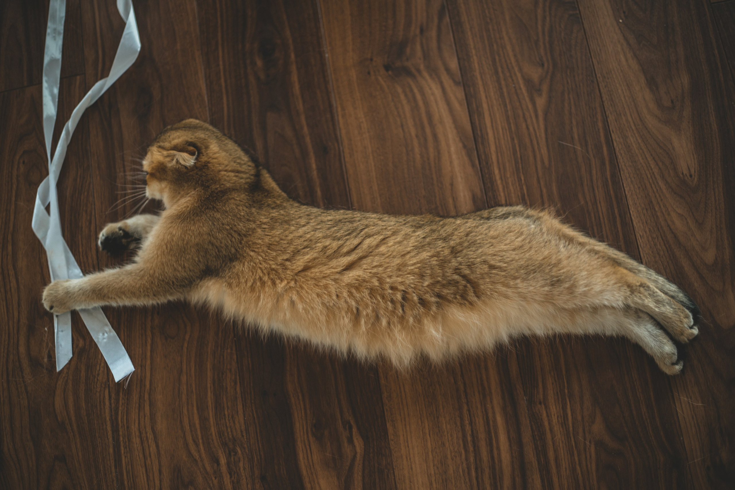 Когда в семье появился ещё один человечек…)) <3. Фотограф Сочи, Адлер, Красная Поляна — Вероника Радченко