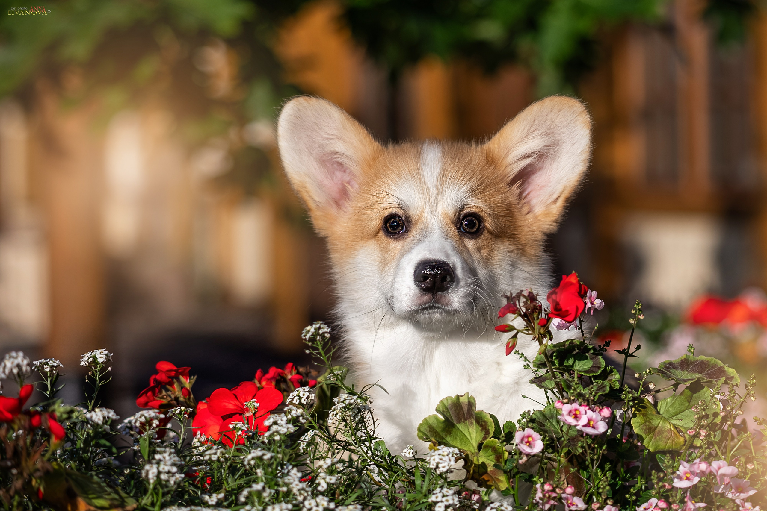 Коржики. Фотограф анималист Аня Ливанова | Рыбинск