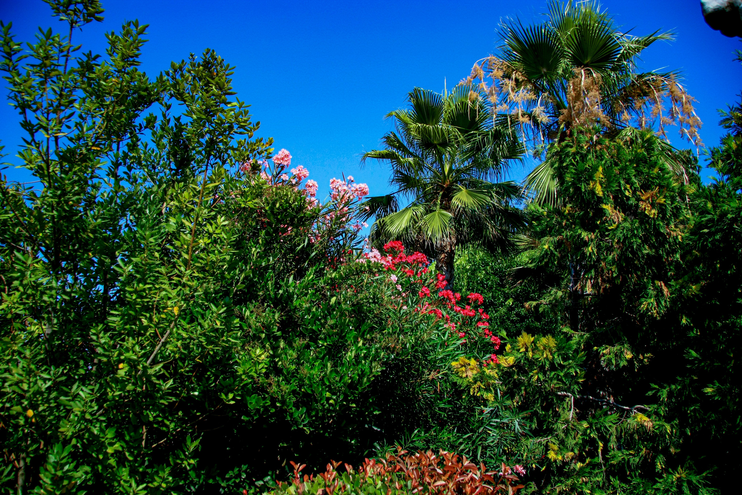 Первые кадры. Сочи — парк. Фотограф Роман Адлер
