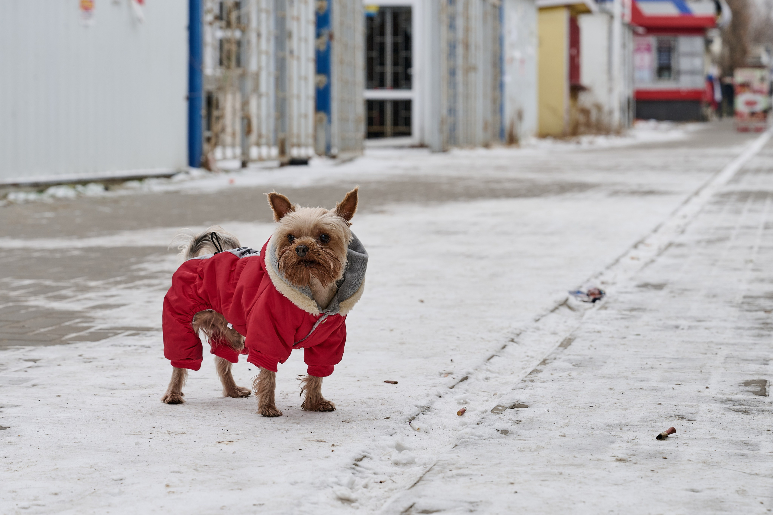 Рубежное. Декабрь 2024. Фотограф Роман Адлер