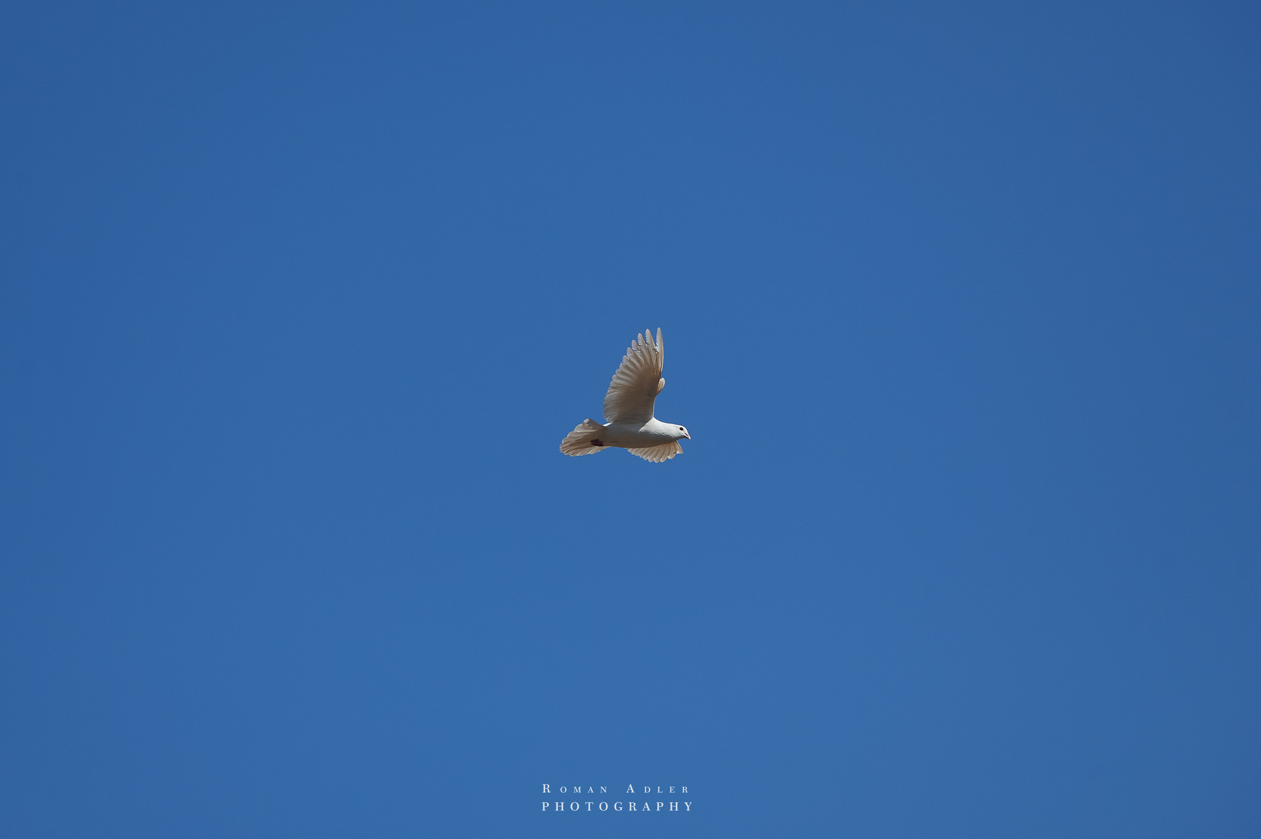 Храм Гуанфу (Процветания). Цинчжоу. Фотограф Роман Адлер