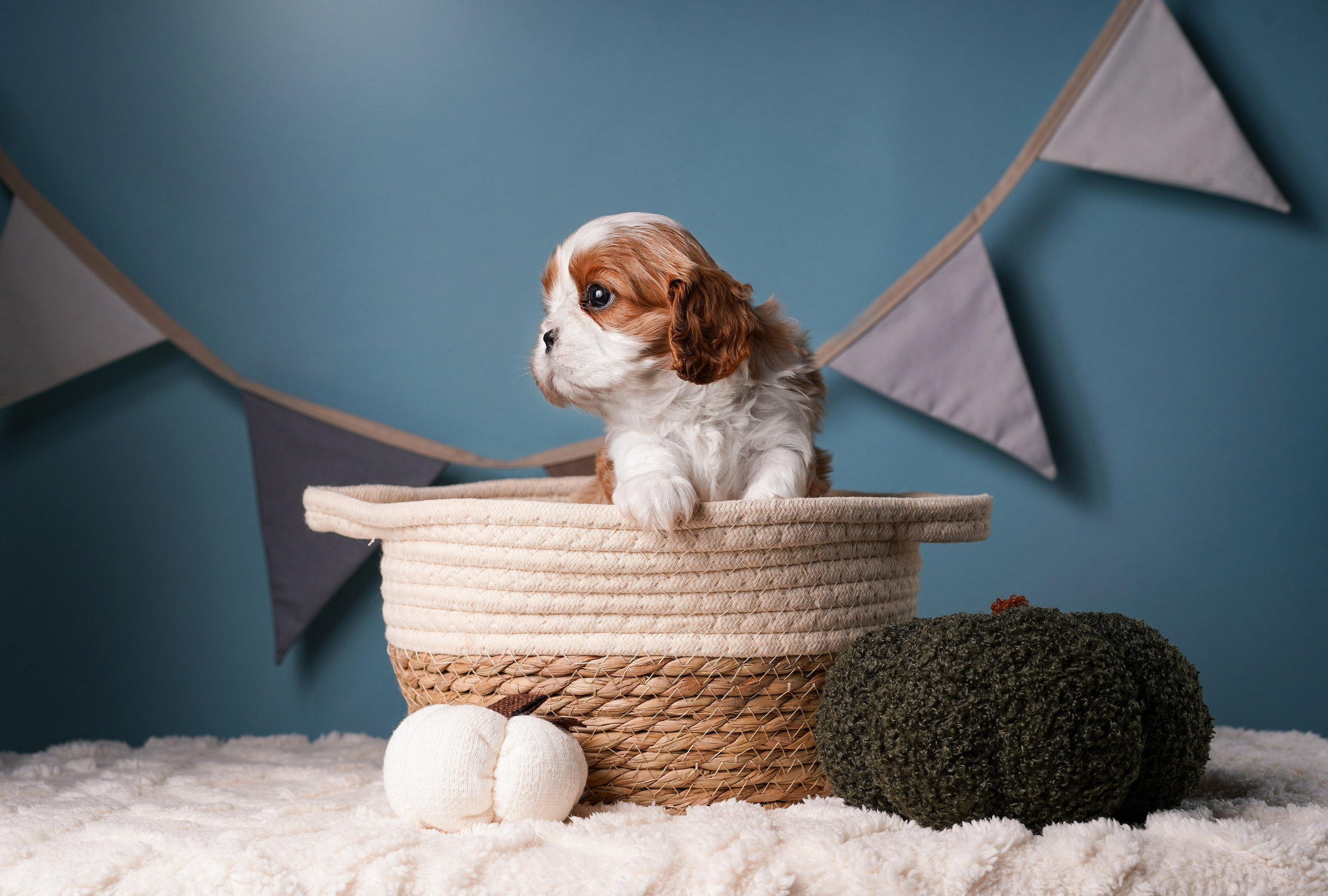 Щенки кавалера. Фотограф-анималист в Санкт-Петербурге Яна Мартынова