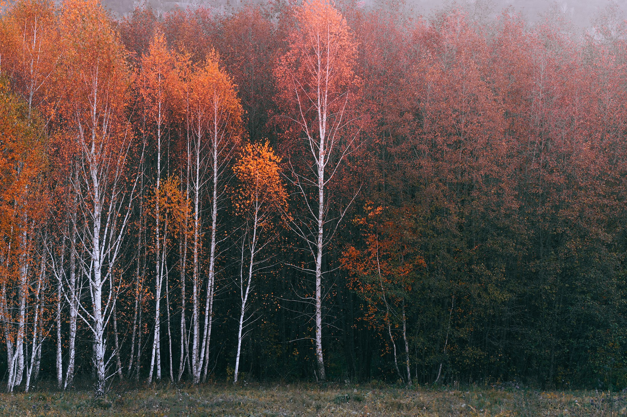 Лето, лес, деревья…. Пейзажный фотограф Руслан Лукманов