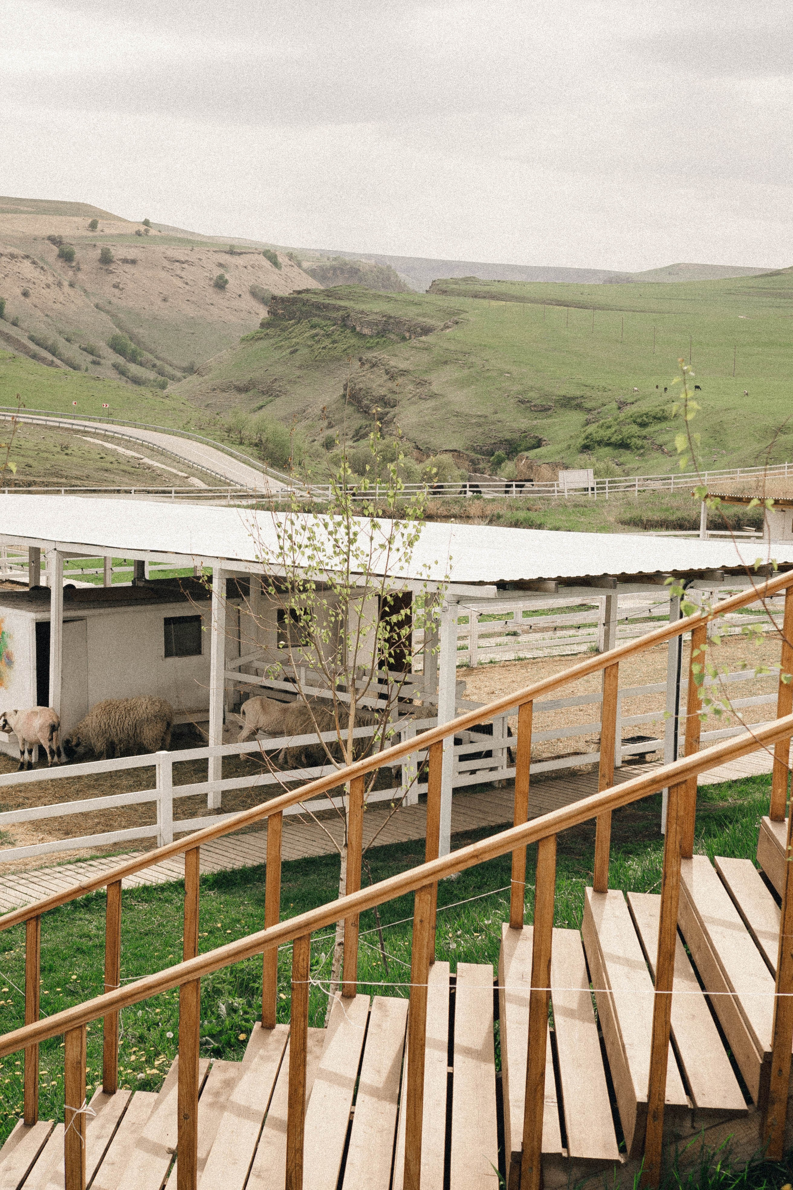 Ферма Альпак. Профессиональный фотограф, Санкт-Петербург — Виктория Богомолова