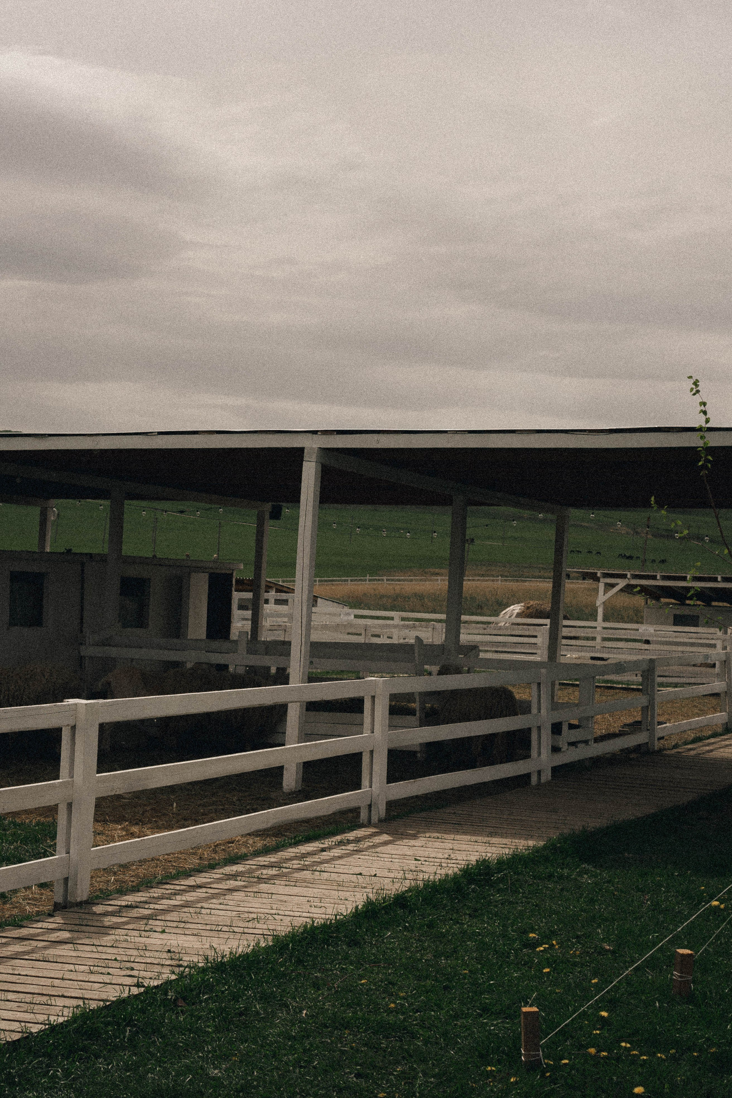 Ферма Альпак. Профессиональный фотограф, Санкт-Петербург — Виктория Богомолова