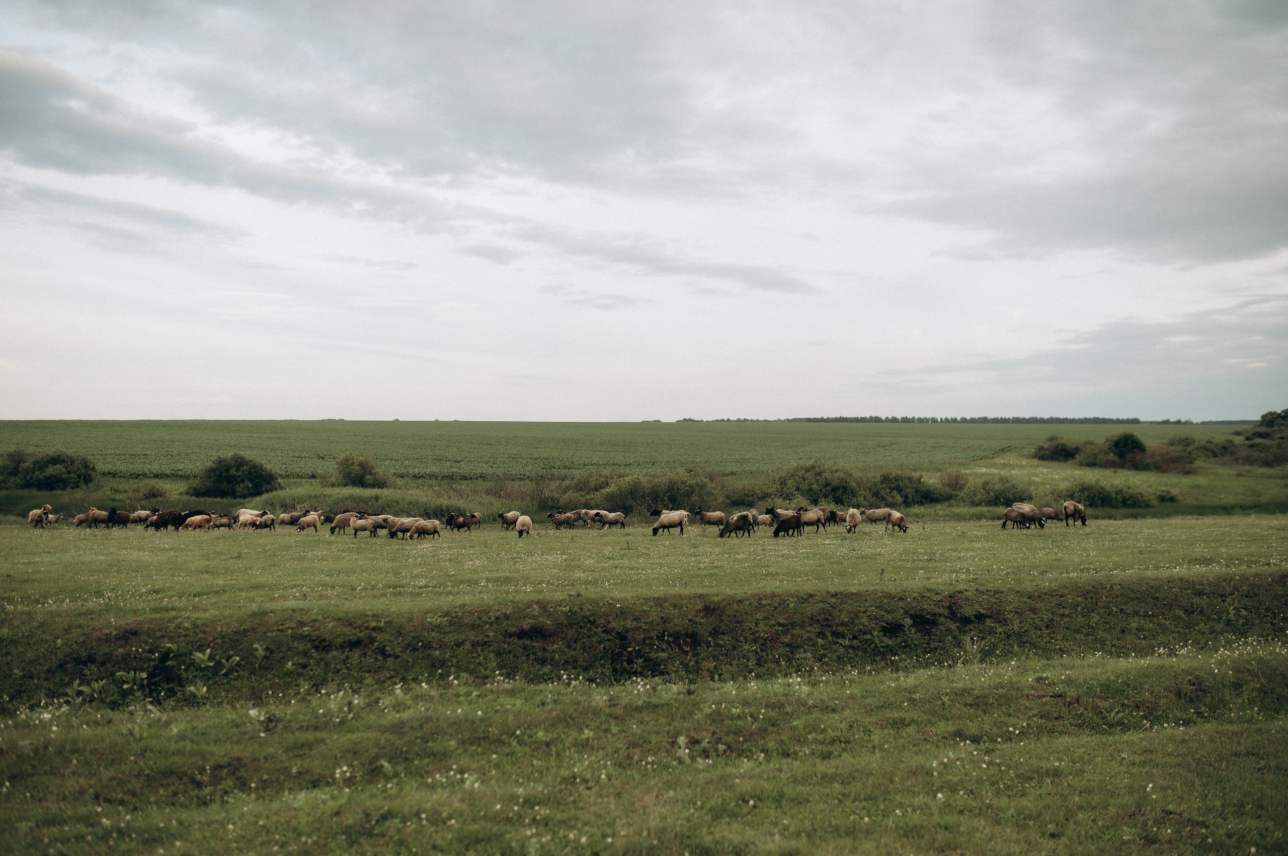 Фотосессия с овечками. Фотограф Быстрова Дарья г. Москва