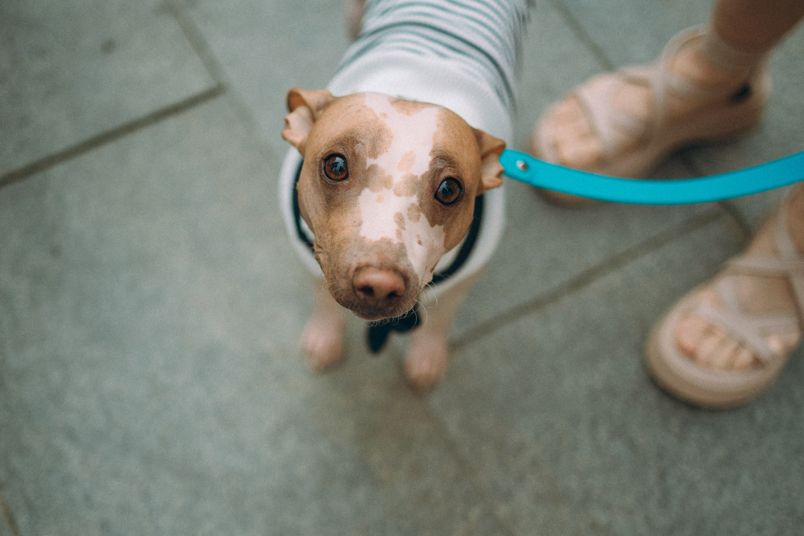 Глаша, Айрон, Ксюша и Оля. Фотограф анималист Анастасия Пикей