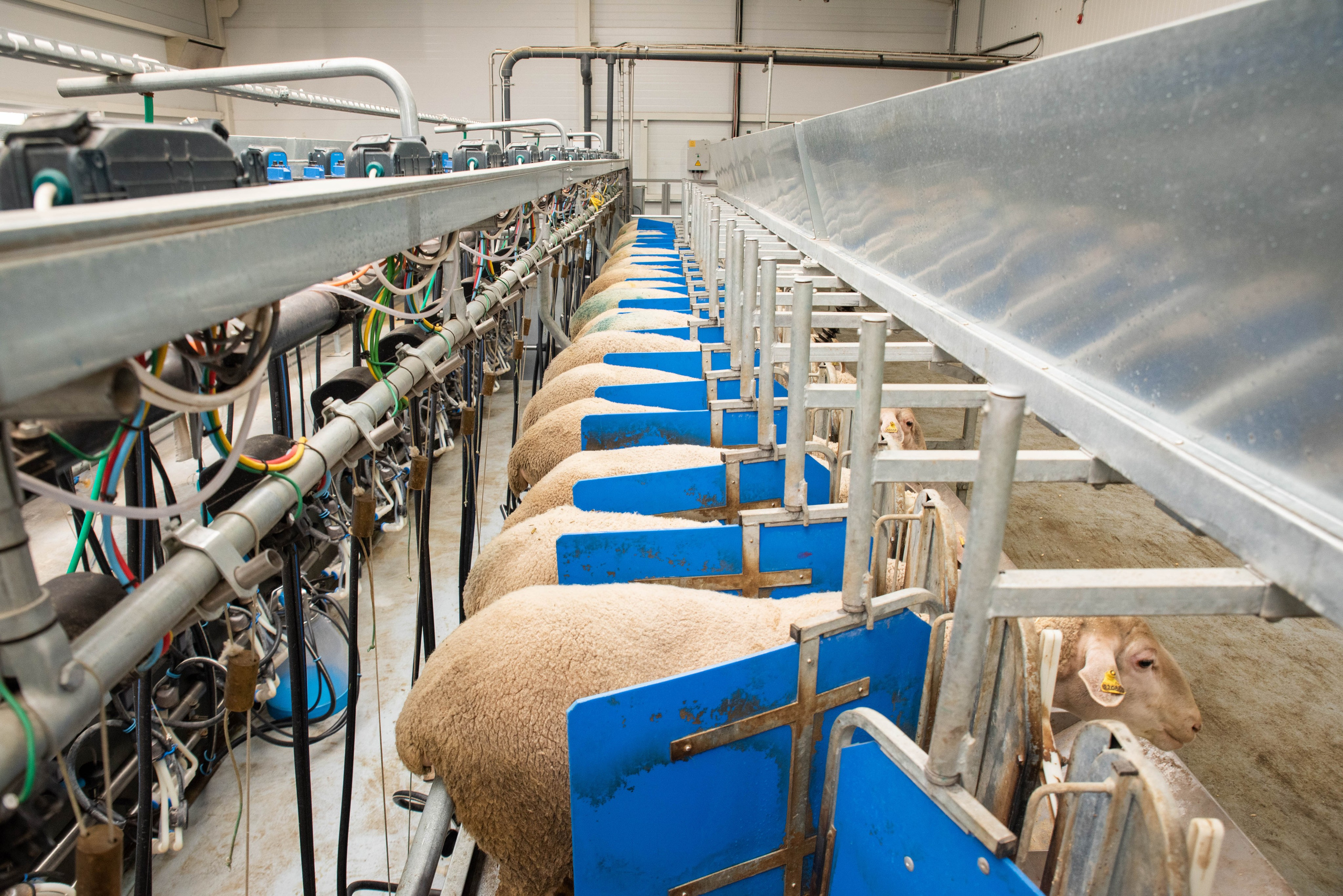 Овечья Ферма. Агрокурьер Красный Яр. Главная