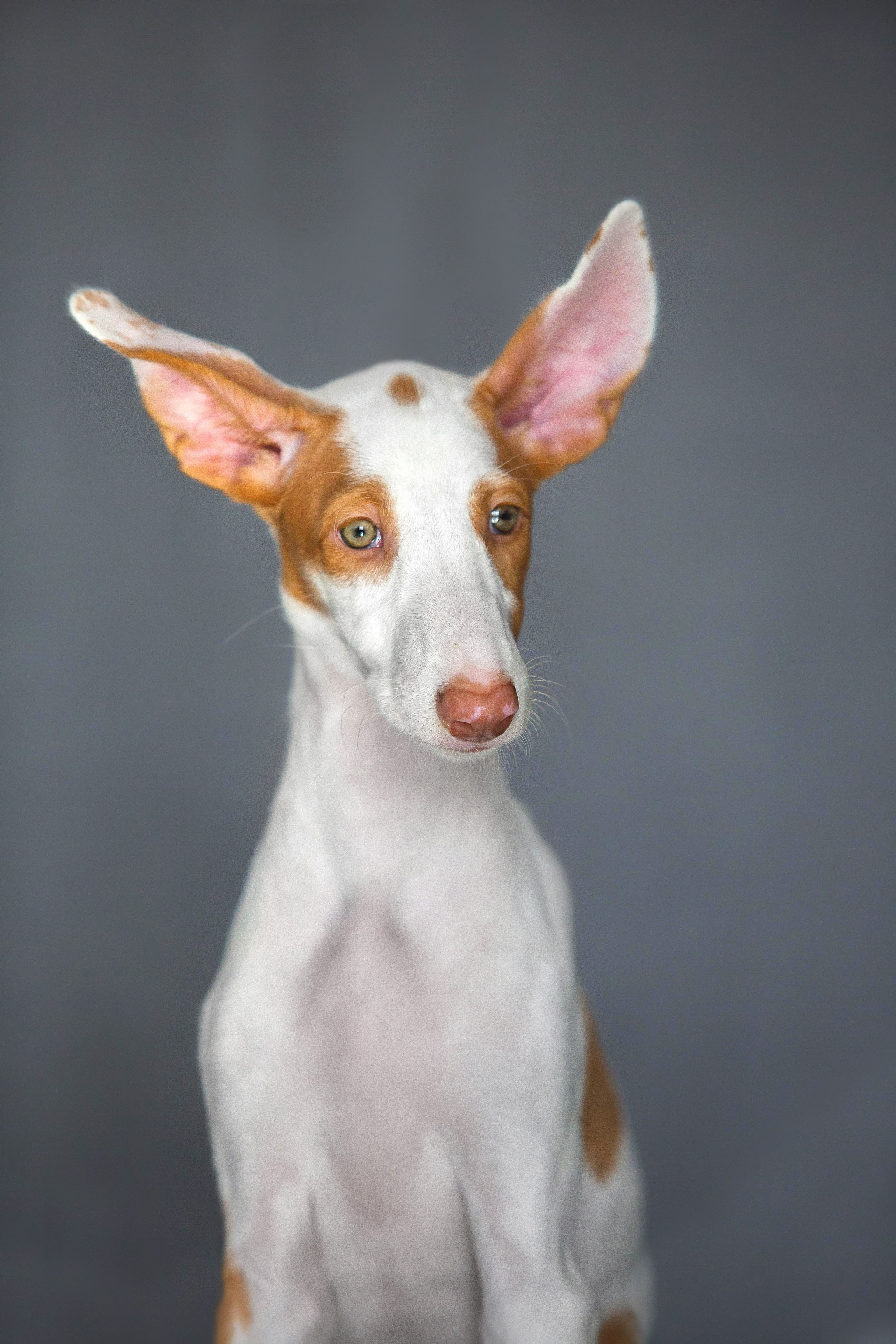 Поденко Ибиценко. Https://moshkovaphoto.ru/