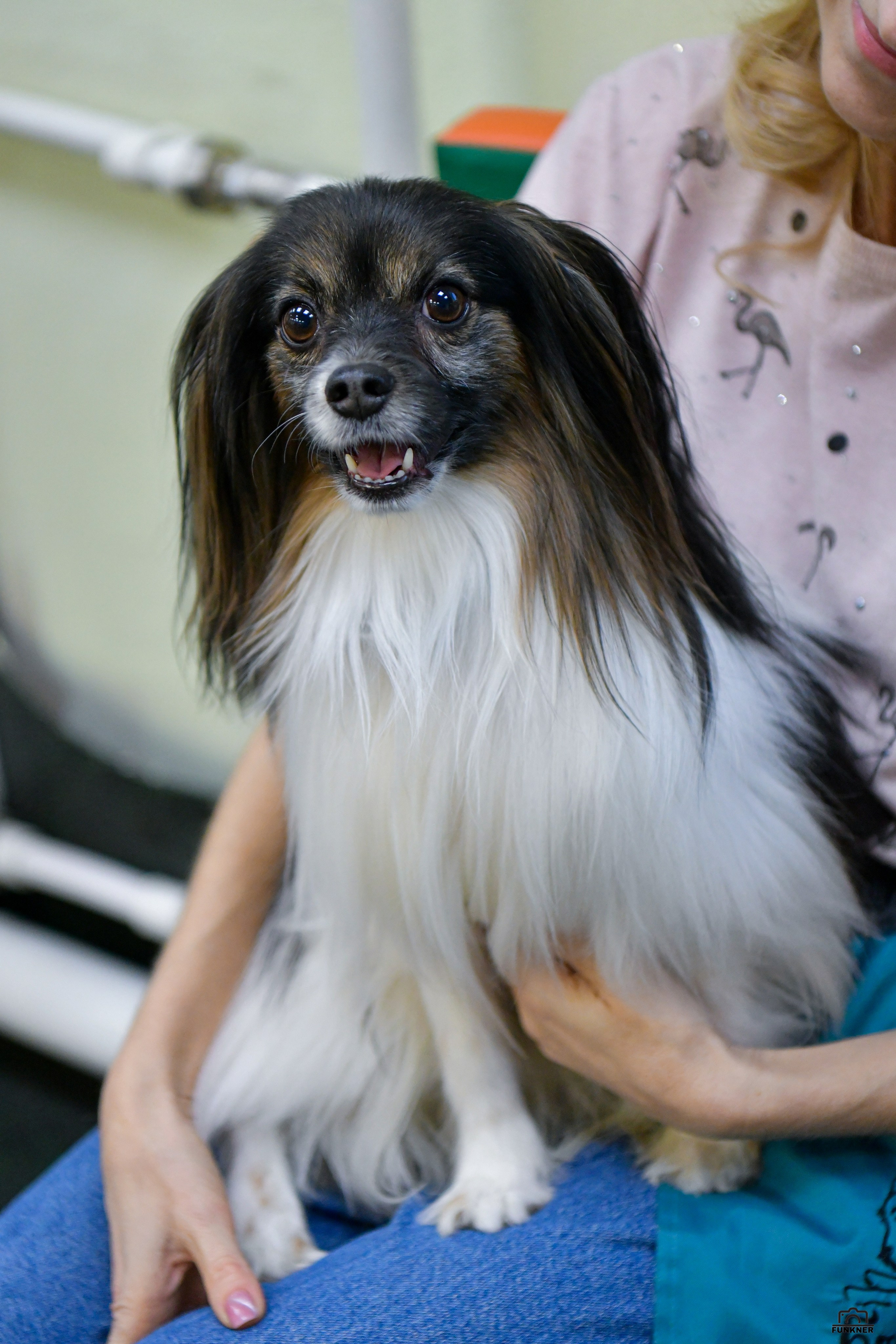 Кинологический клуб «Бодрый хвост». Свой взгляд через объектив