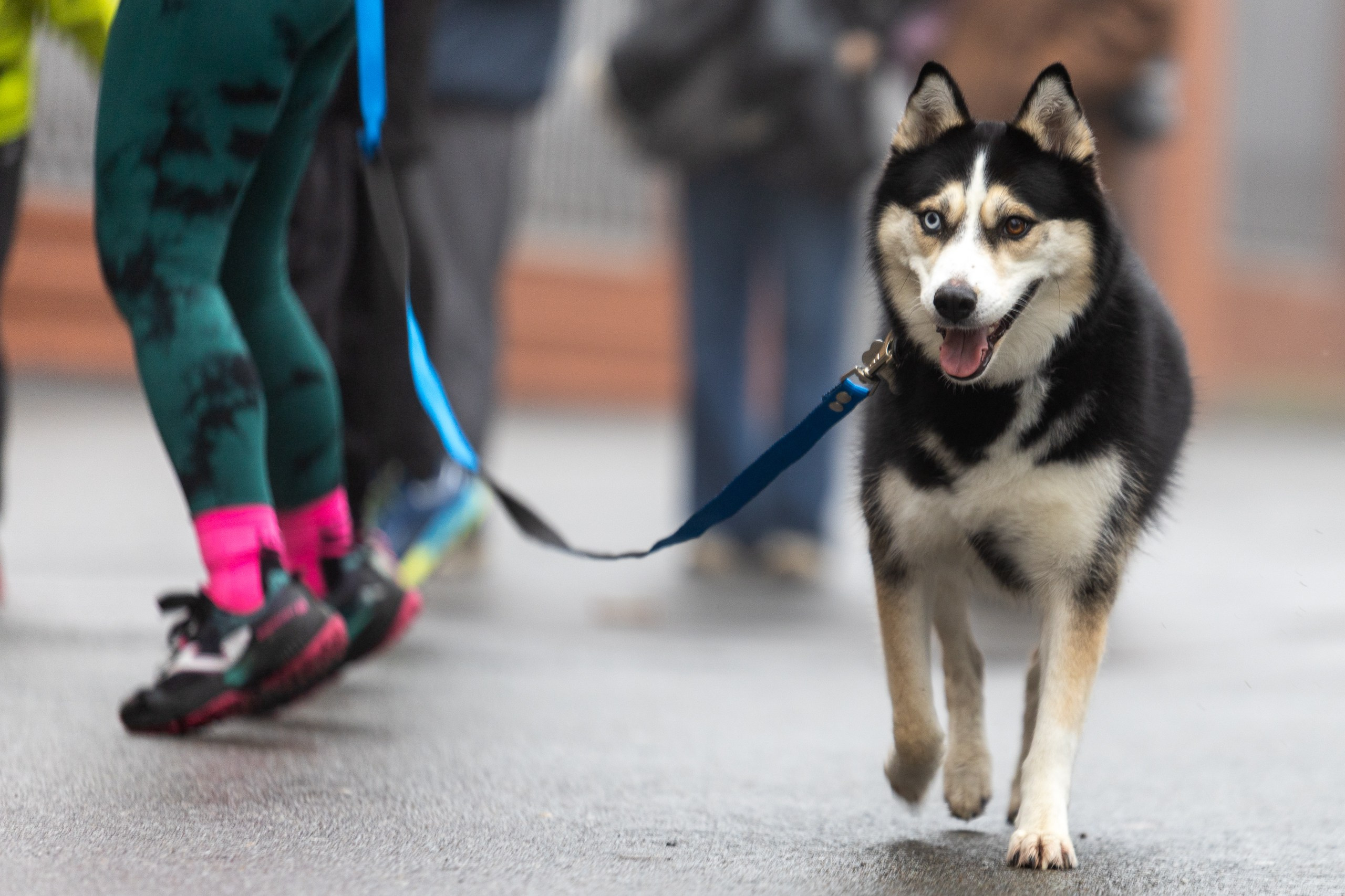 Беговой клуб 5 вёрст. 29 ноября 2025. Главная