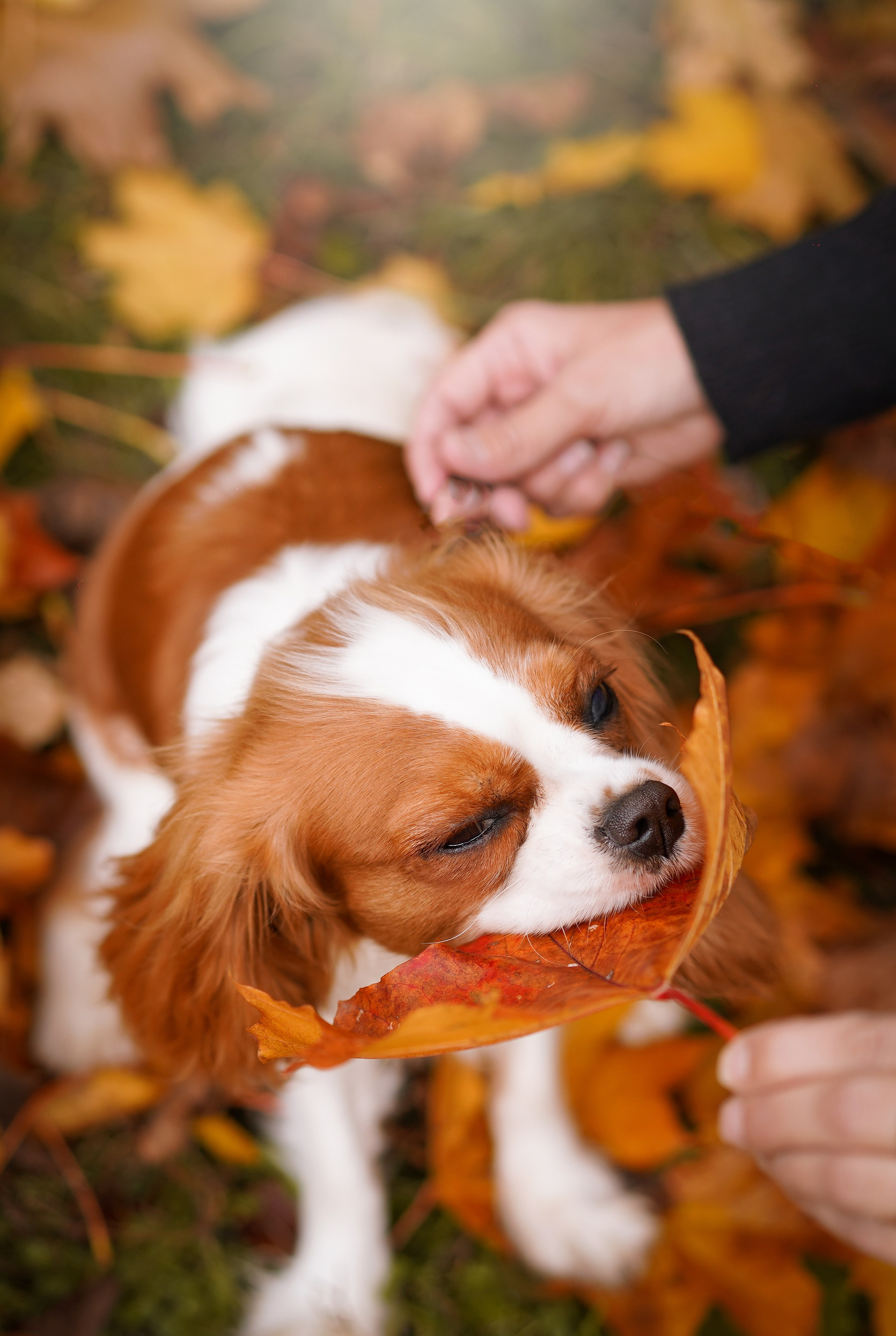 Катя Валера Саша и кавалерчики. Фотограф-анималист в Санкт-Петербурге Яна Мартынова