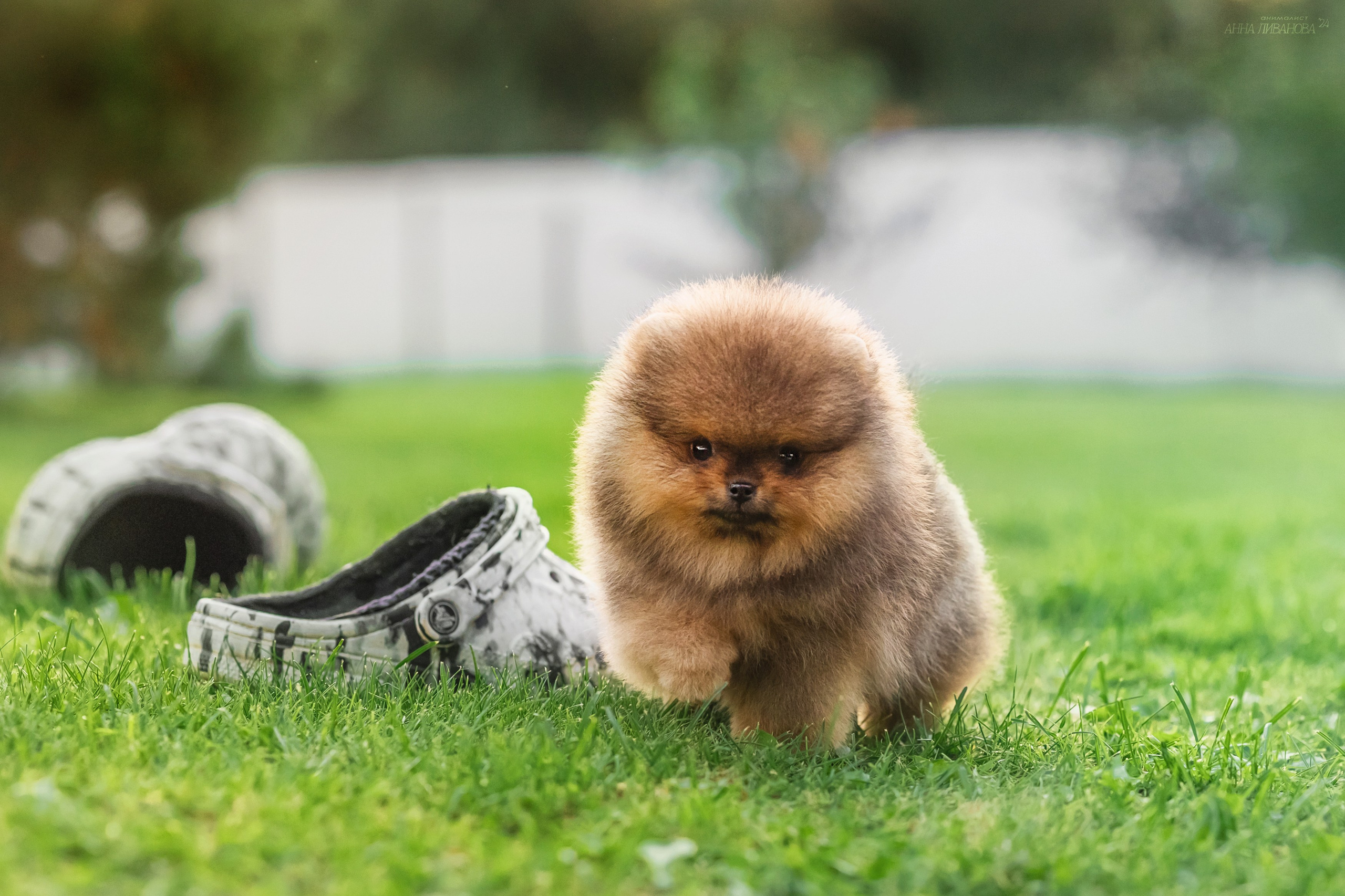 Шпицулики. Фотограф анималист Аня Ливанова | Рыбинск
