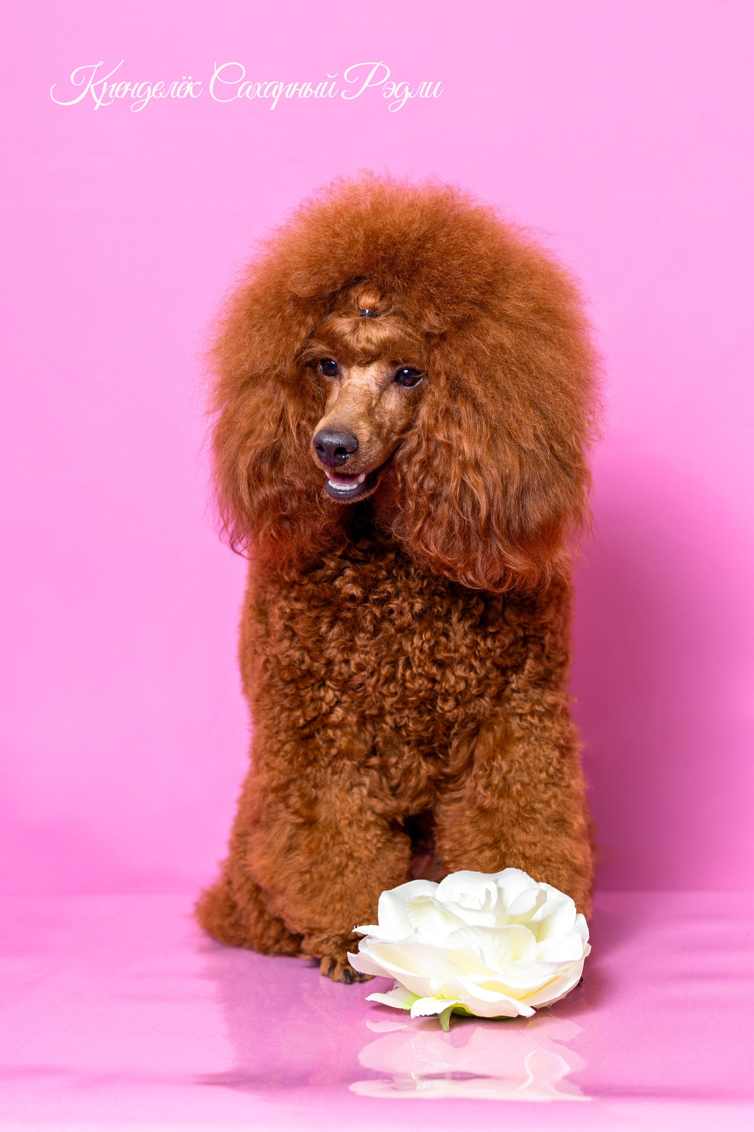 Кренделек сахарный Редли. Фотограф 📸 семейный, предметный, репортажный