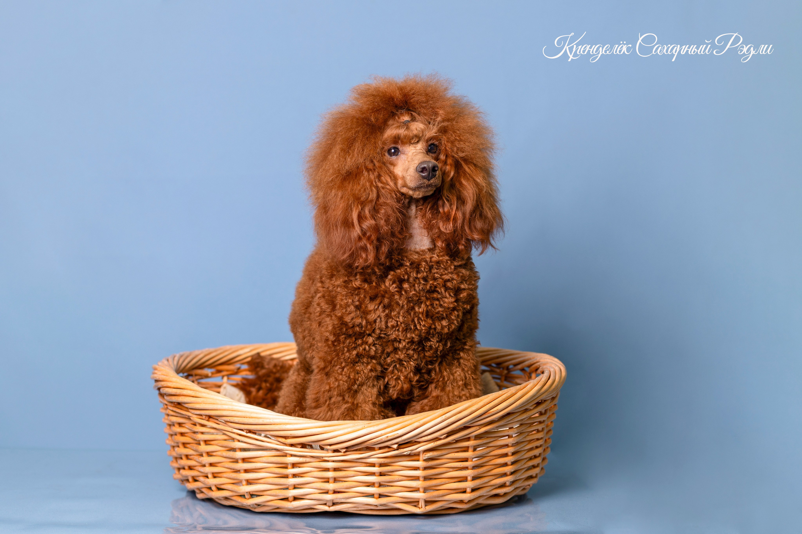 Кренделек сахарный Редли. Фотограф 📸 семейный, предметный, репортажный