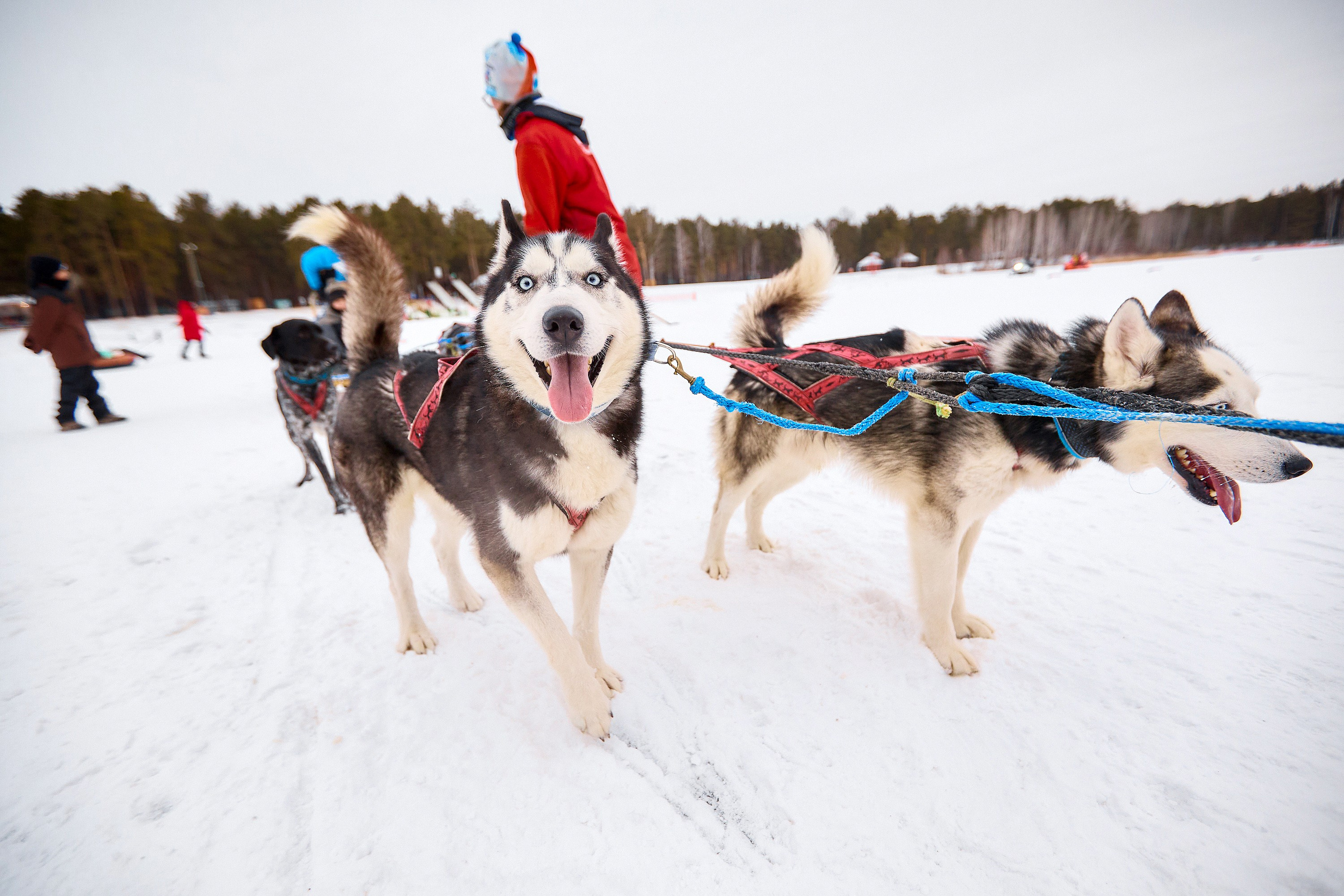 ПРОДО. Новогодний семейный корпоратив. Даниил Савиных | Фотограф Тюмень