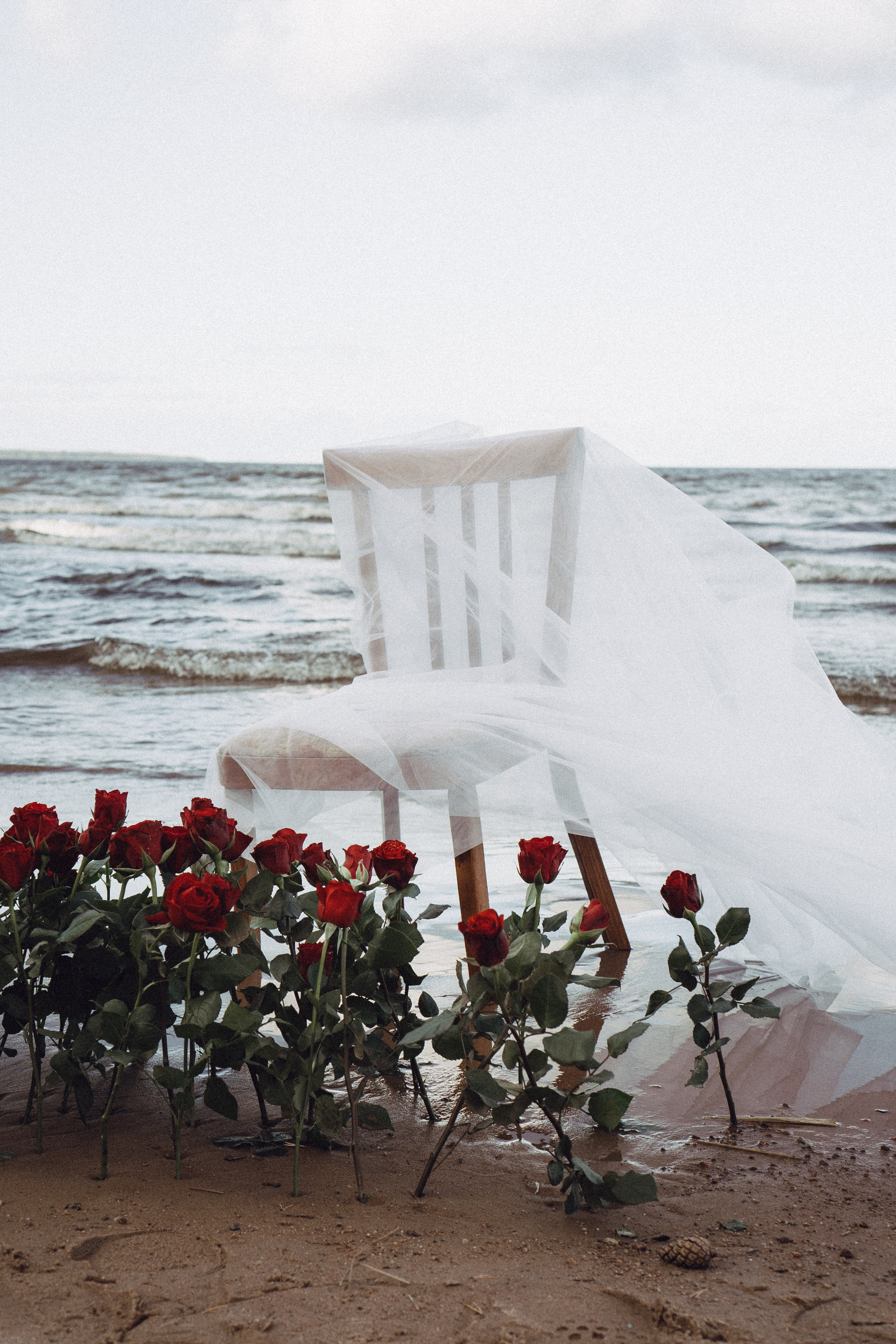 Розы. Профессиональный фотограф, Санкт-Петербург — Виктория Богомолова