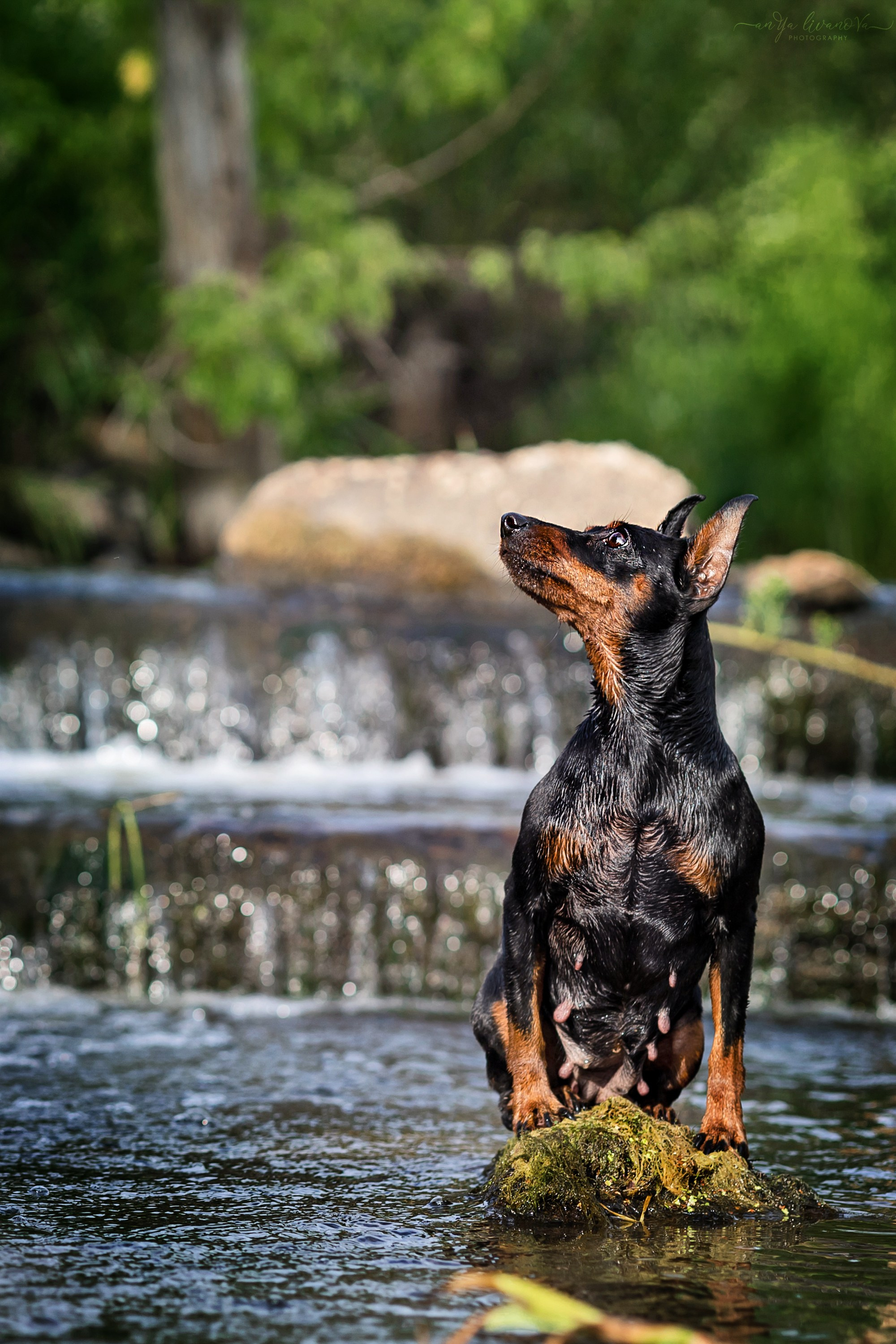 Водопады. Фотограф анималист Аня Ливанова | Рыбинск