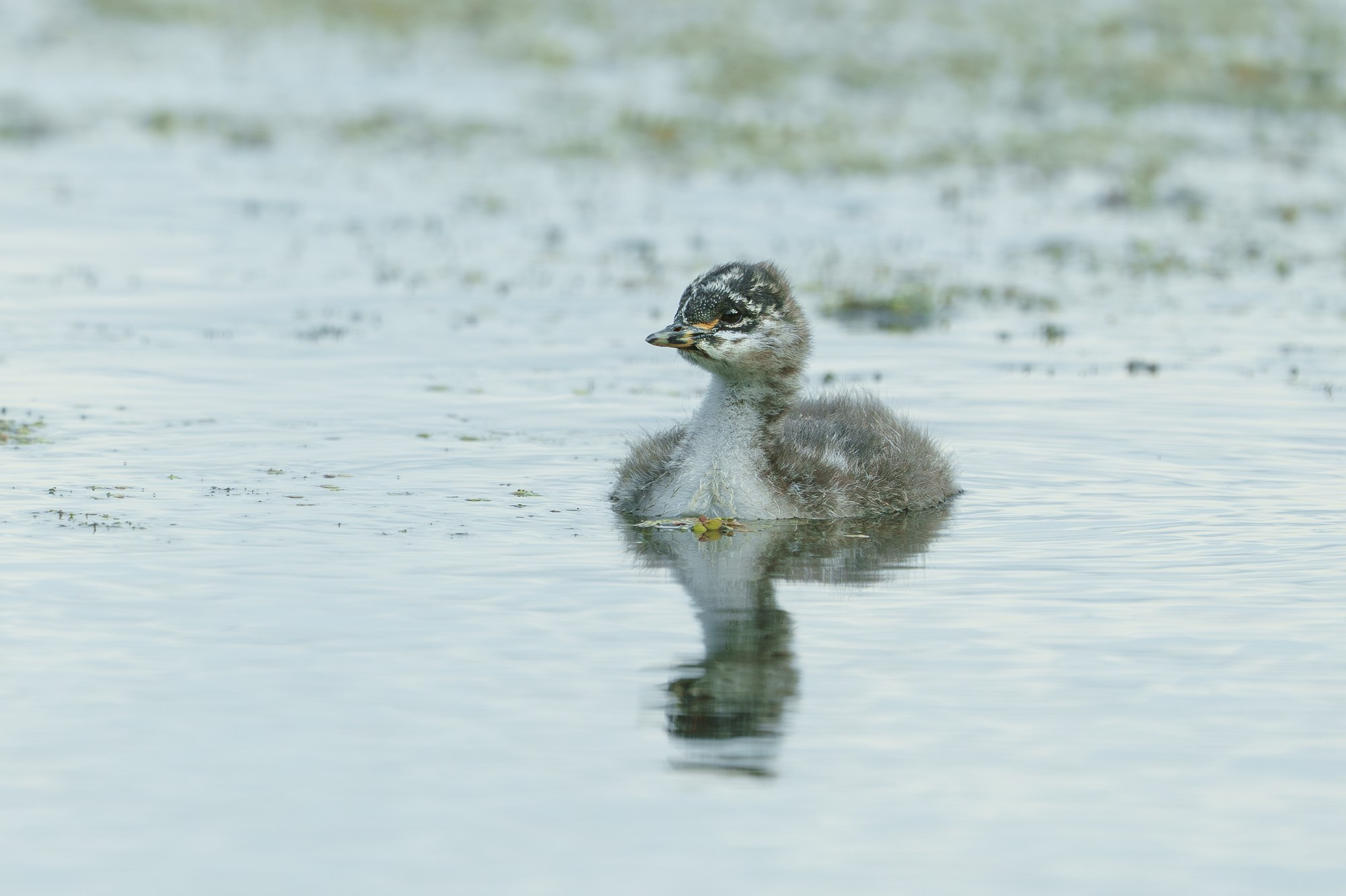 Удивительные мир птиц. Вокруг нас столько прекрасного — присмотритесь!. Ваш личный фотограф Марина Волкова