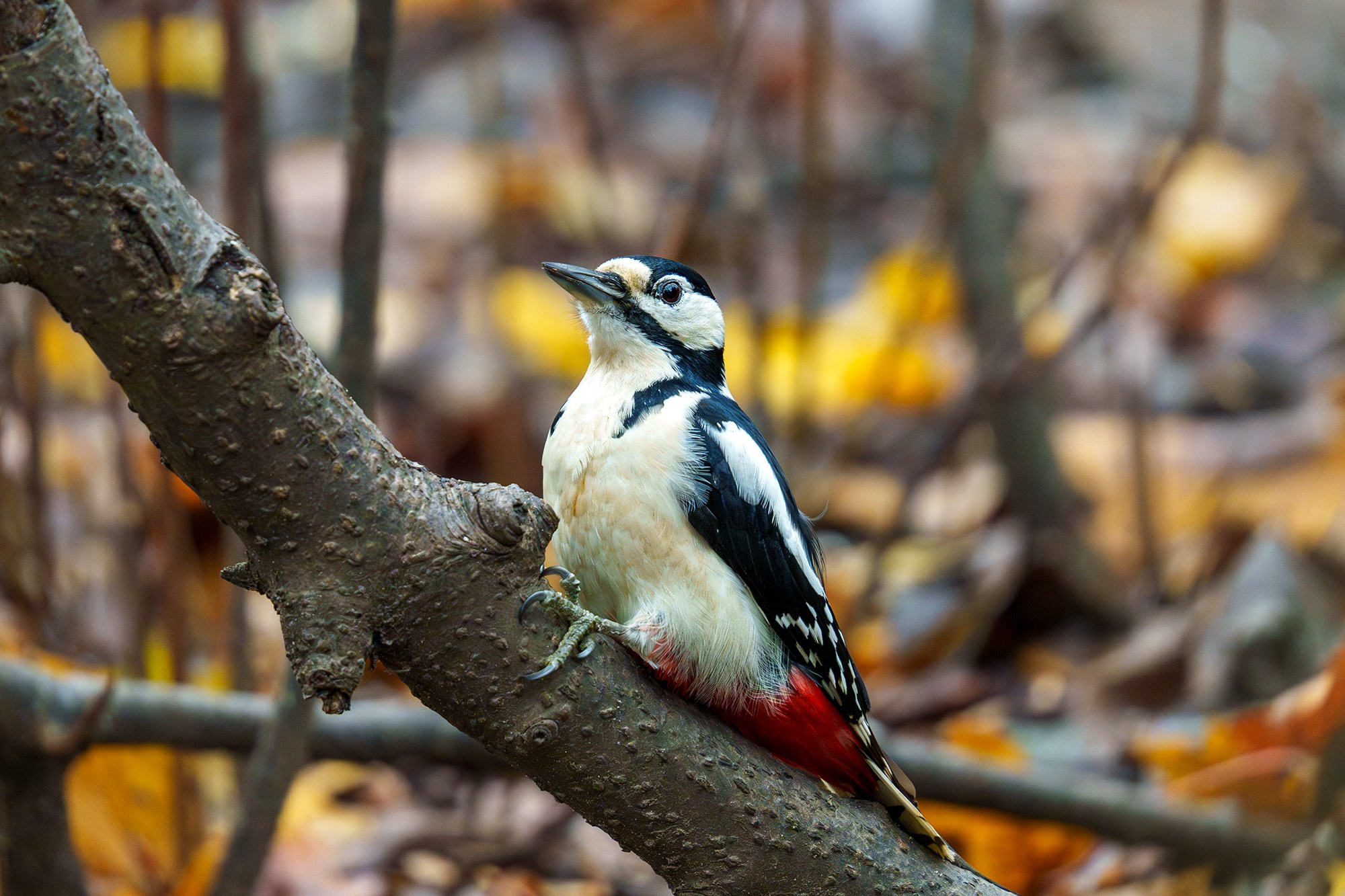 Удивительные мир птиц. Вокруг нас столько прекрасного — присмотритесь!. Ваш личный фотограф Марина Волкова
