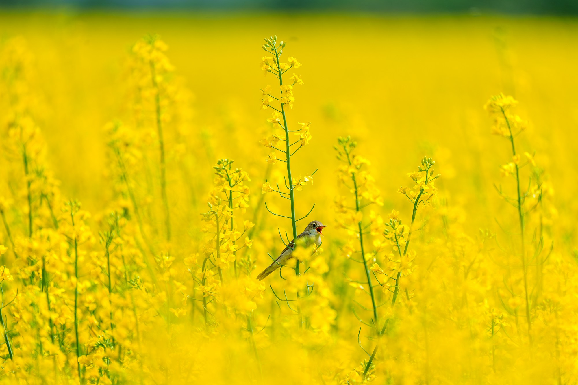 Удивительные мир птиц. Вокруг нас столько прекрасного — присмотритесь!. Ваш личный фотограф Марина Волкова
