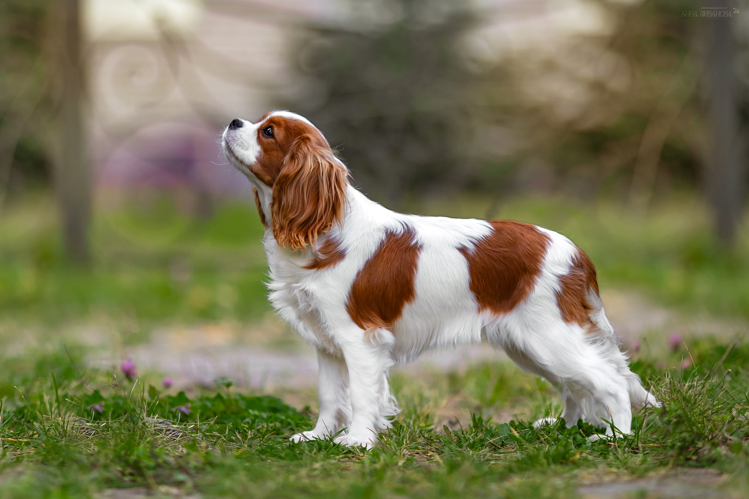 Кавалеры. Фотограф анималист Аня Ливанова | Рыбинск
