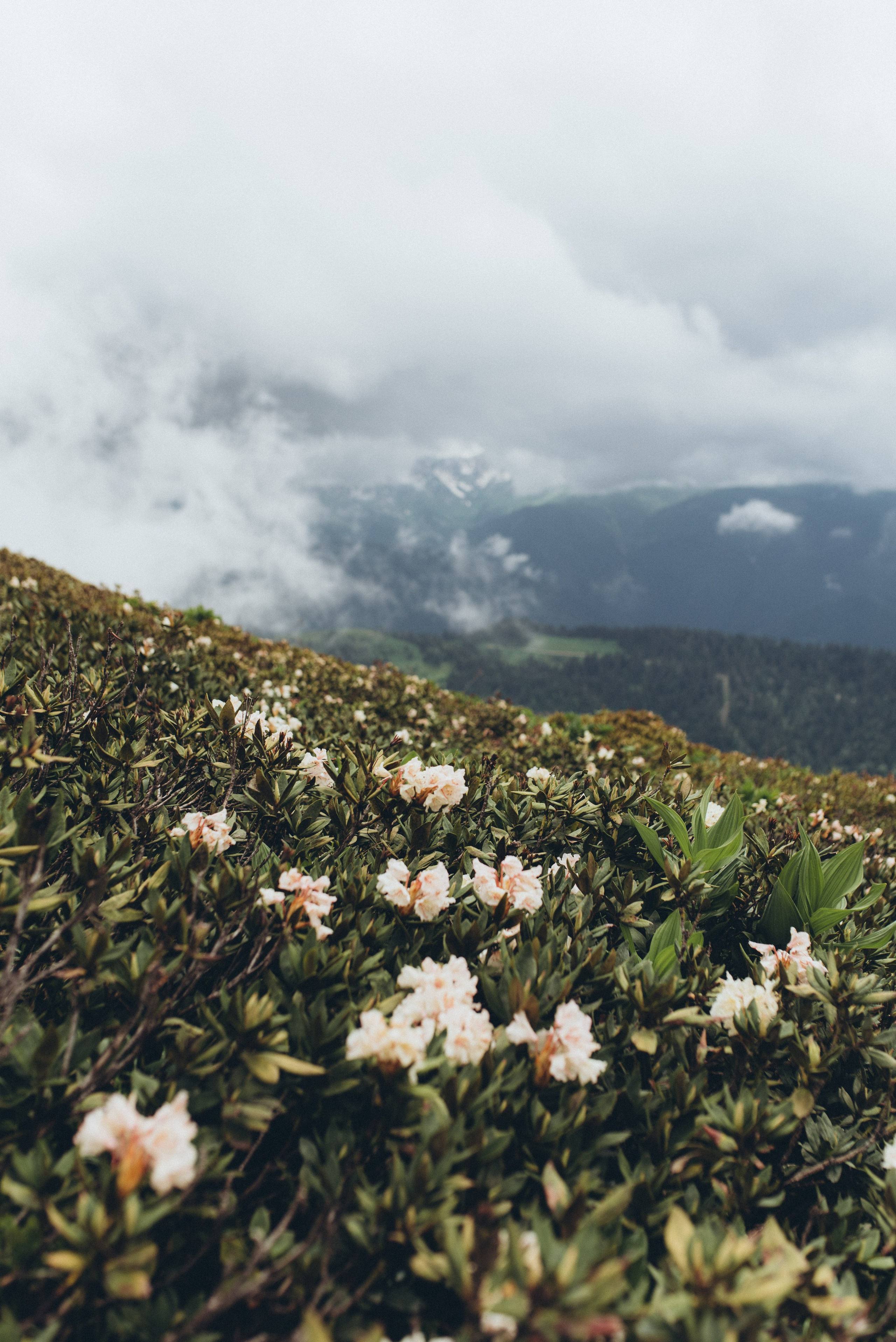 Фотосессия в горах Красной поляна Сочи цветение рододендрона. Фотограф в Сочи — Маргарита Поганова